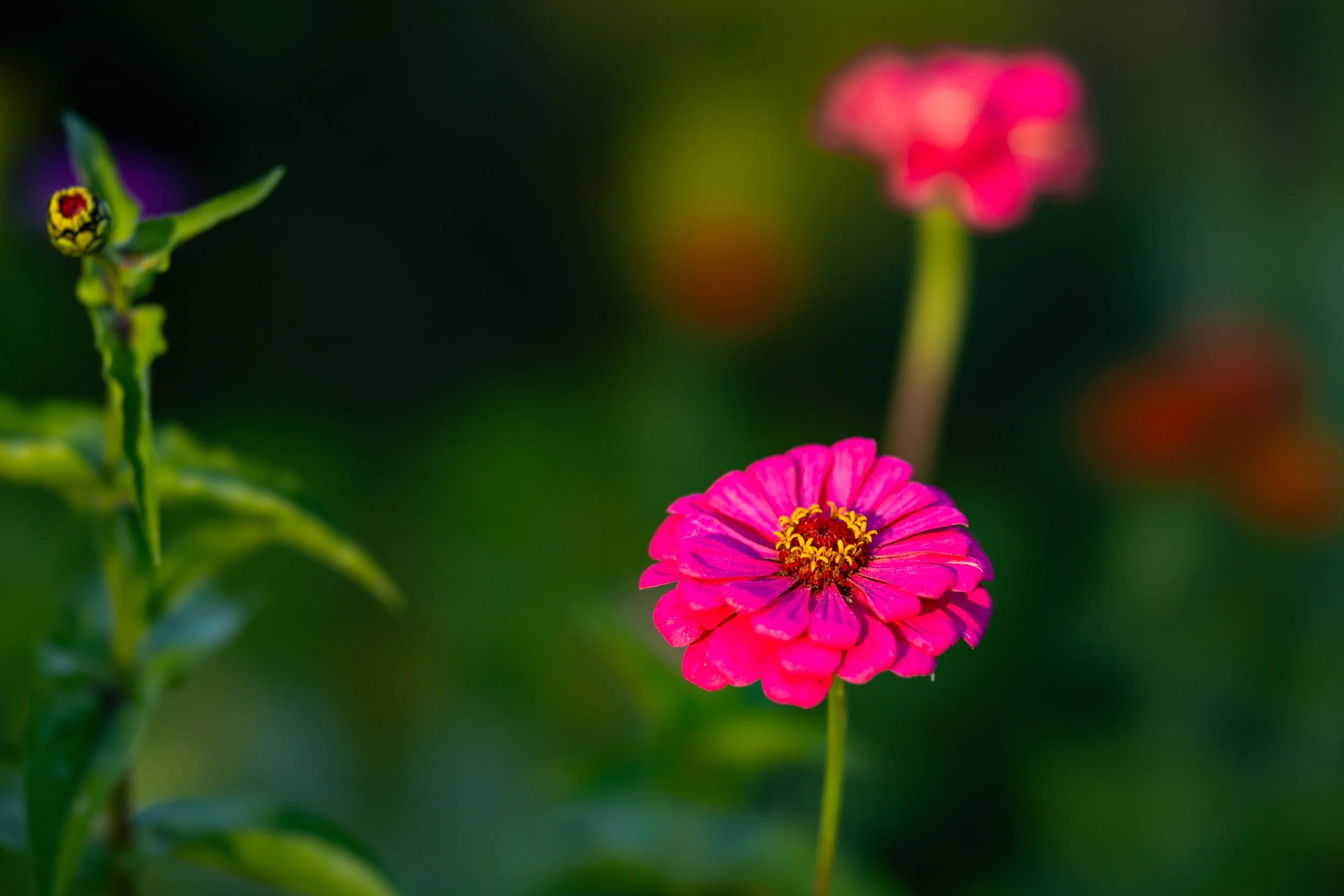 Close-up of a vibrant pink flower with a yellow and red center, blurred background with another similar pink flower and green foliage.