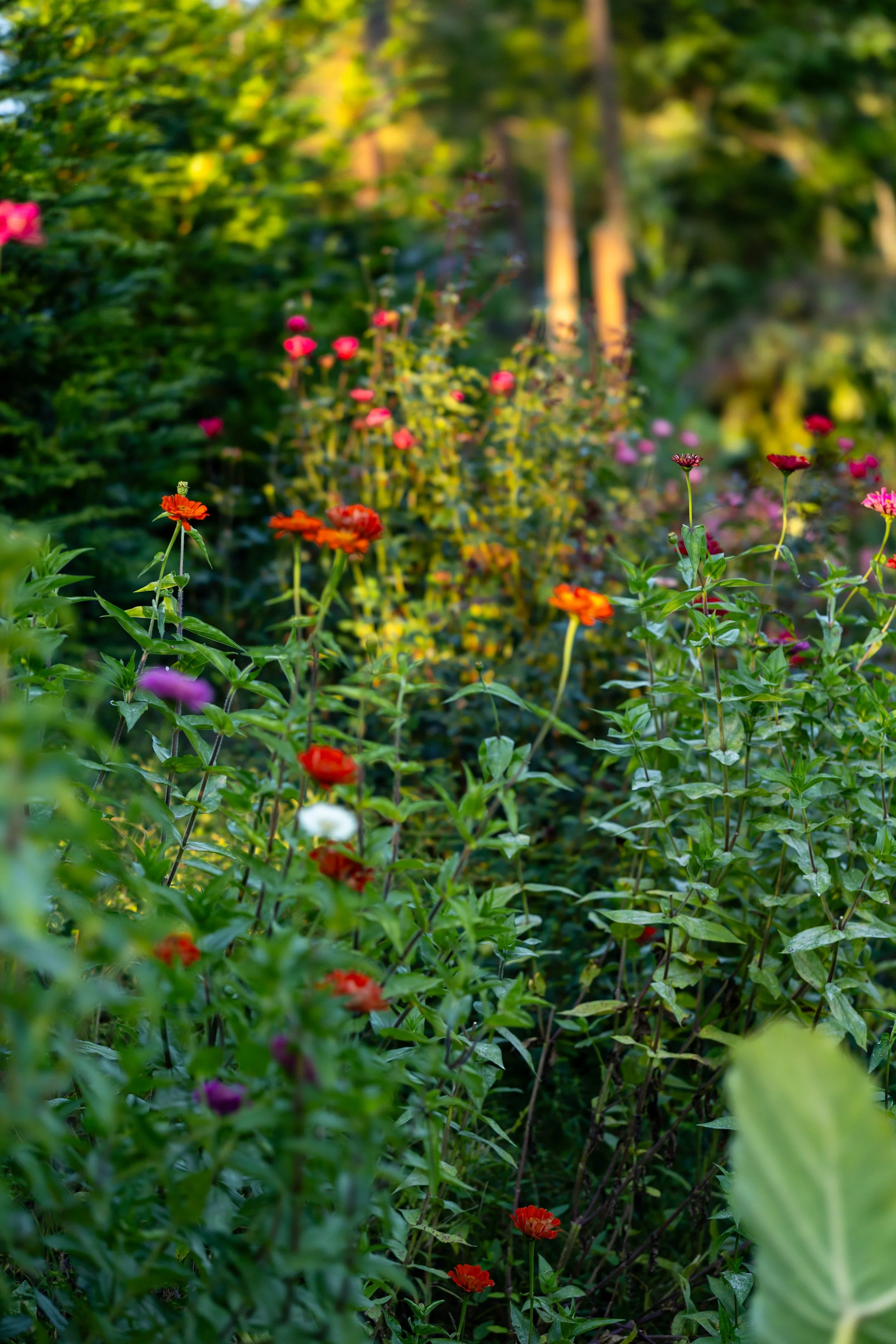 Colorful garden with pink, red, orange, and purple flowers and green foliage, sunlight filtering through trees in background.