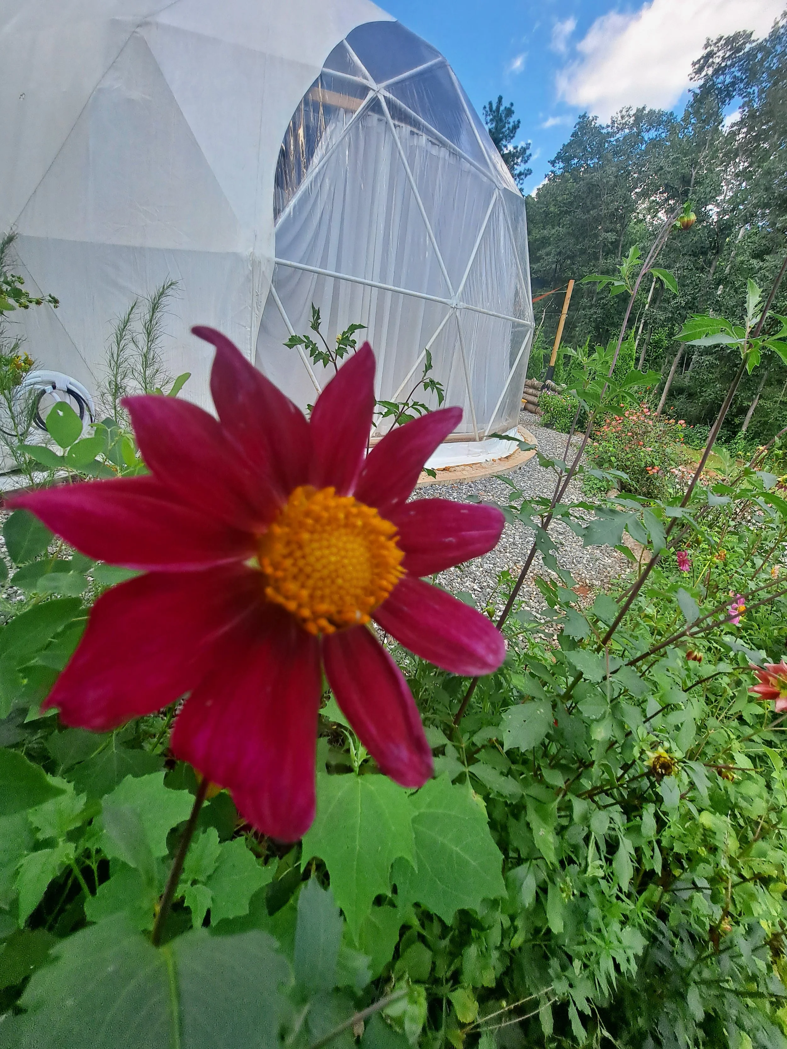 A pink flower with a yellow center in the foreground, a white geodesic dome structure in the background, surrounded by green plants and trees, under a partly cloudy sky.