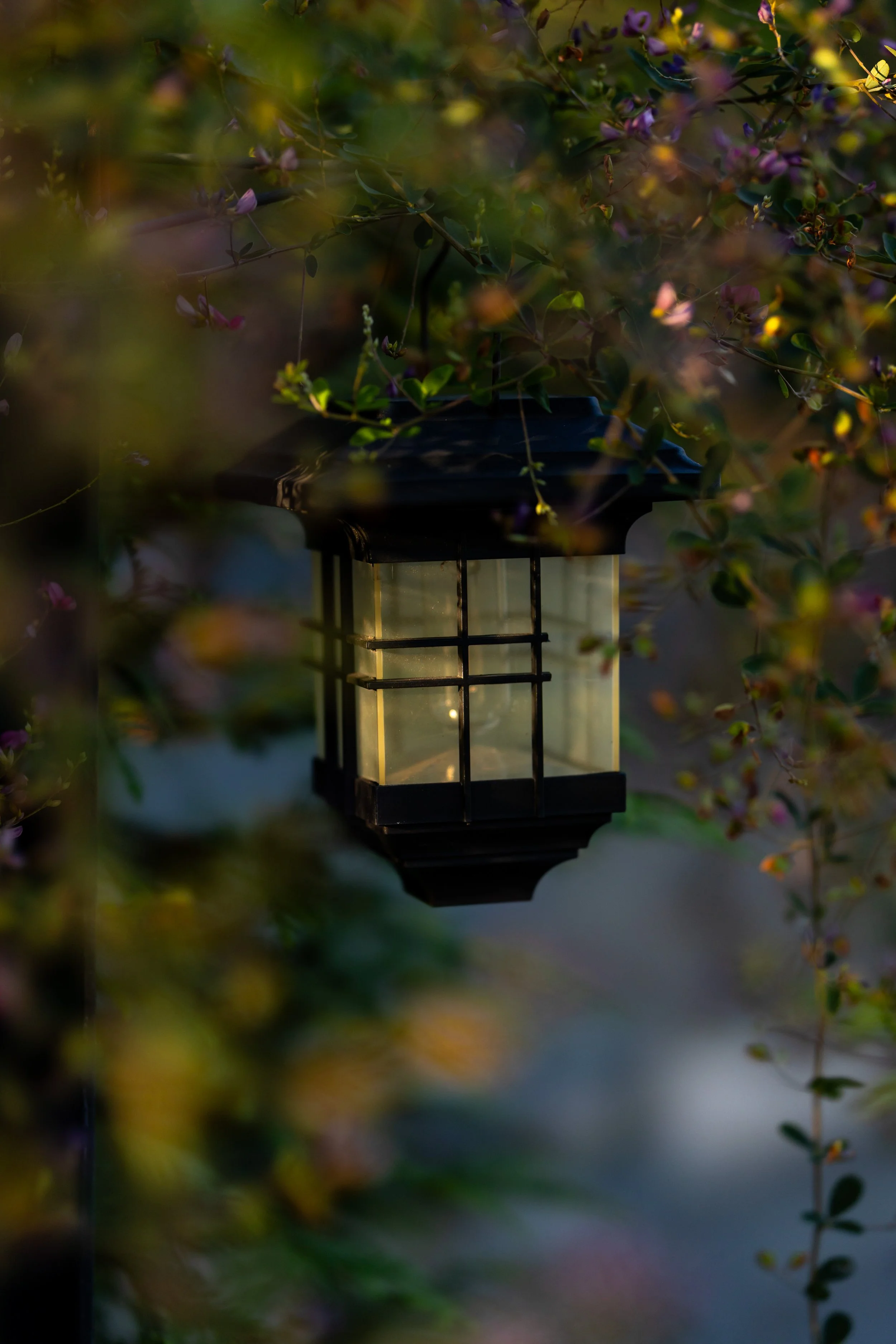 A lit lantern hanging outdoors, partially obscured by foliage and flowers.