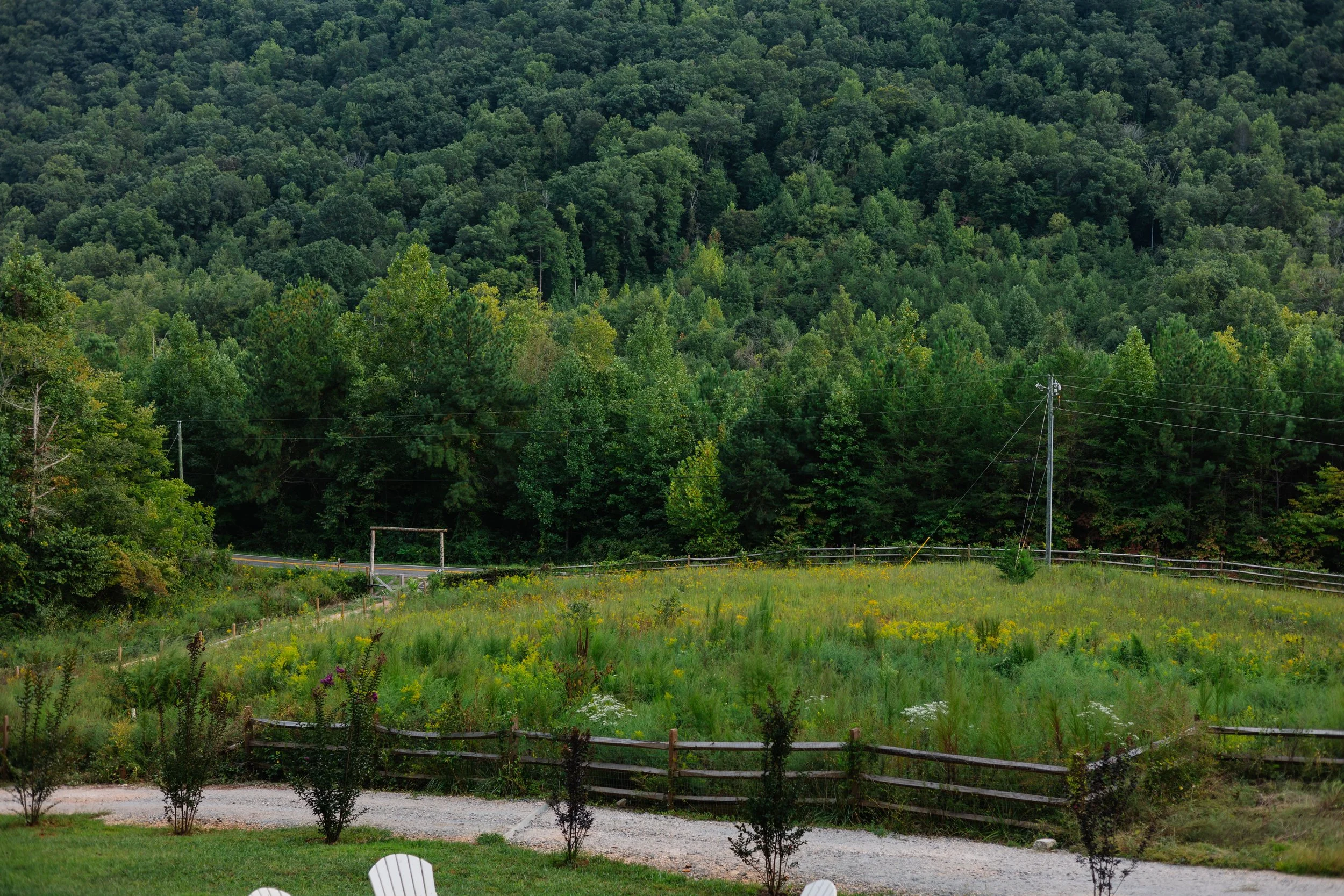 A green, grassy field with a wooden fence, small trees, and wildflowers in the foreground, and a dense forest of trees on a hillside in the background, with utility poles and power lines across the scene.