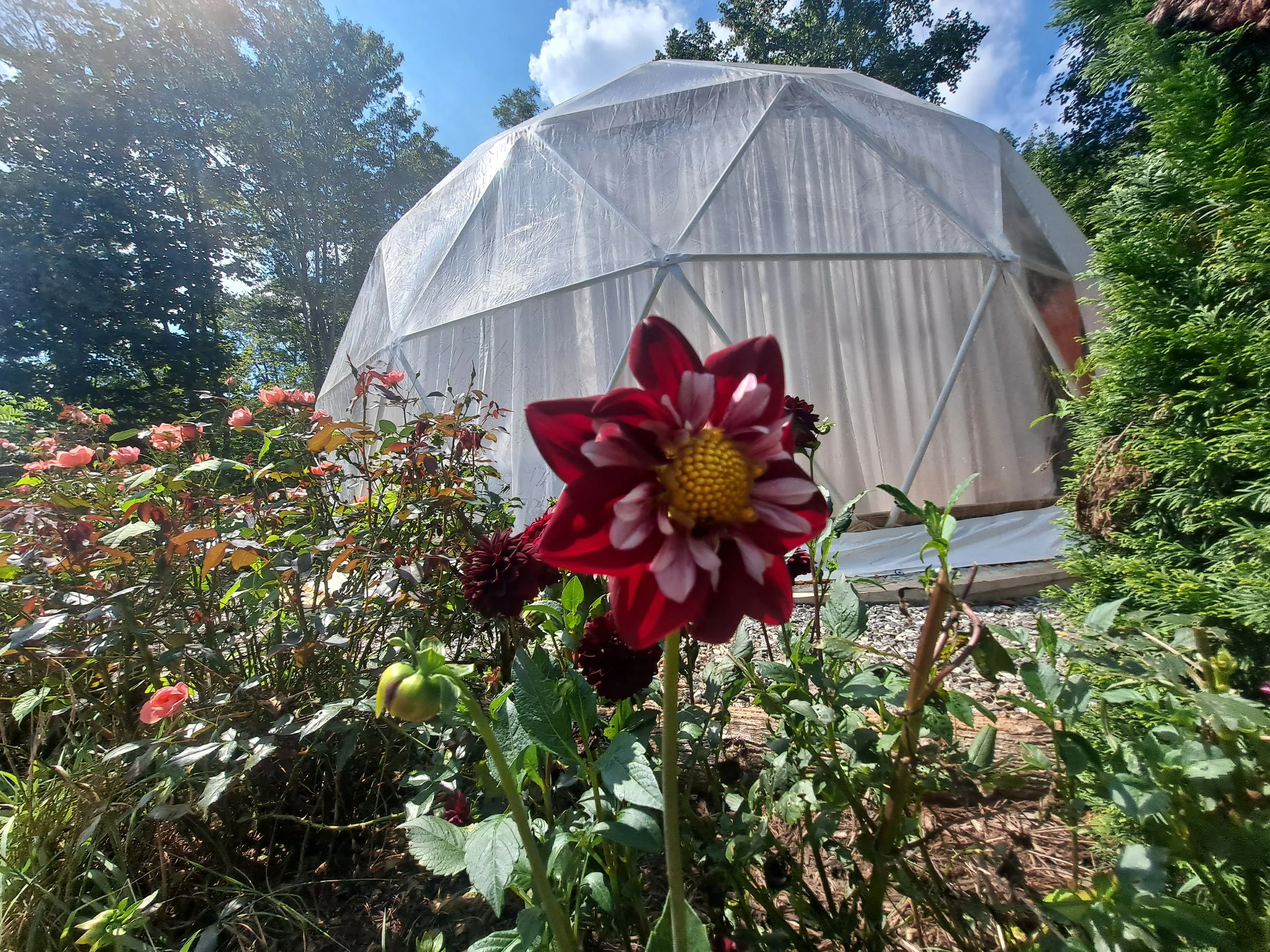 A garden with pink flowers and a large red flower in the foreground, and a geodesic dome greenhouse in the background with a partly cloudy sky above.