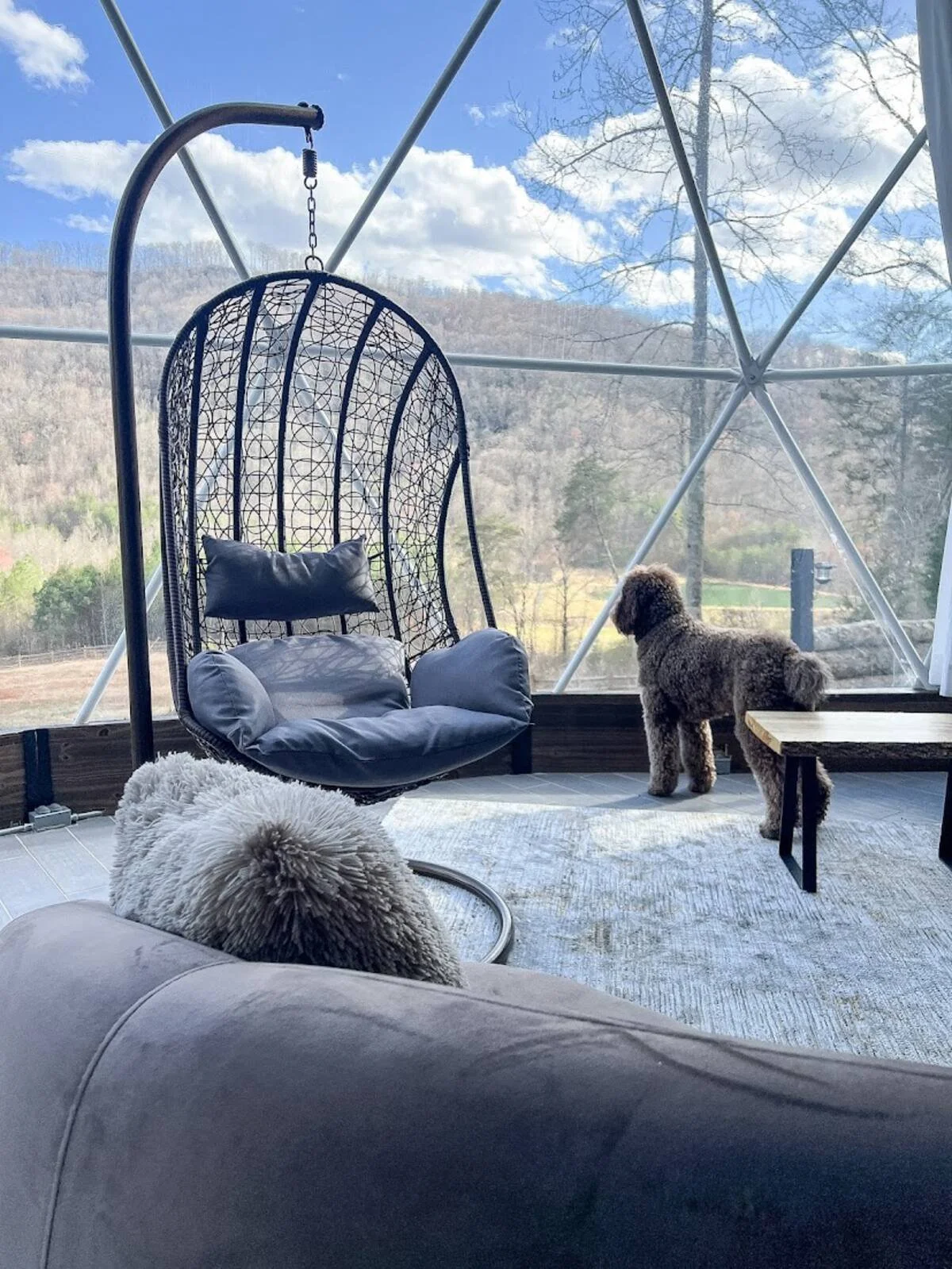 Interior of a cozy room with a hanging chair, a small table, a plush pillow and shaggy rug, a curly-haired dog looking out a large window showing a mountain landscape with trees and blue sky.