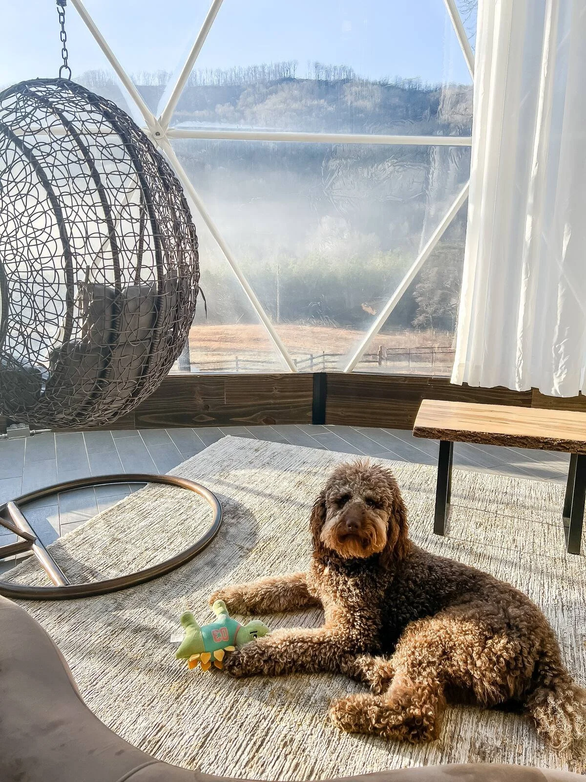 A brown curly-haired dog lying on a light-colored rug inside a geodesic dome with a view of hills through the window, accompanied by a green toy, a hanging seat, and a wooden table.