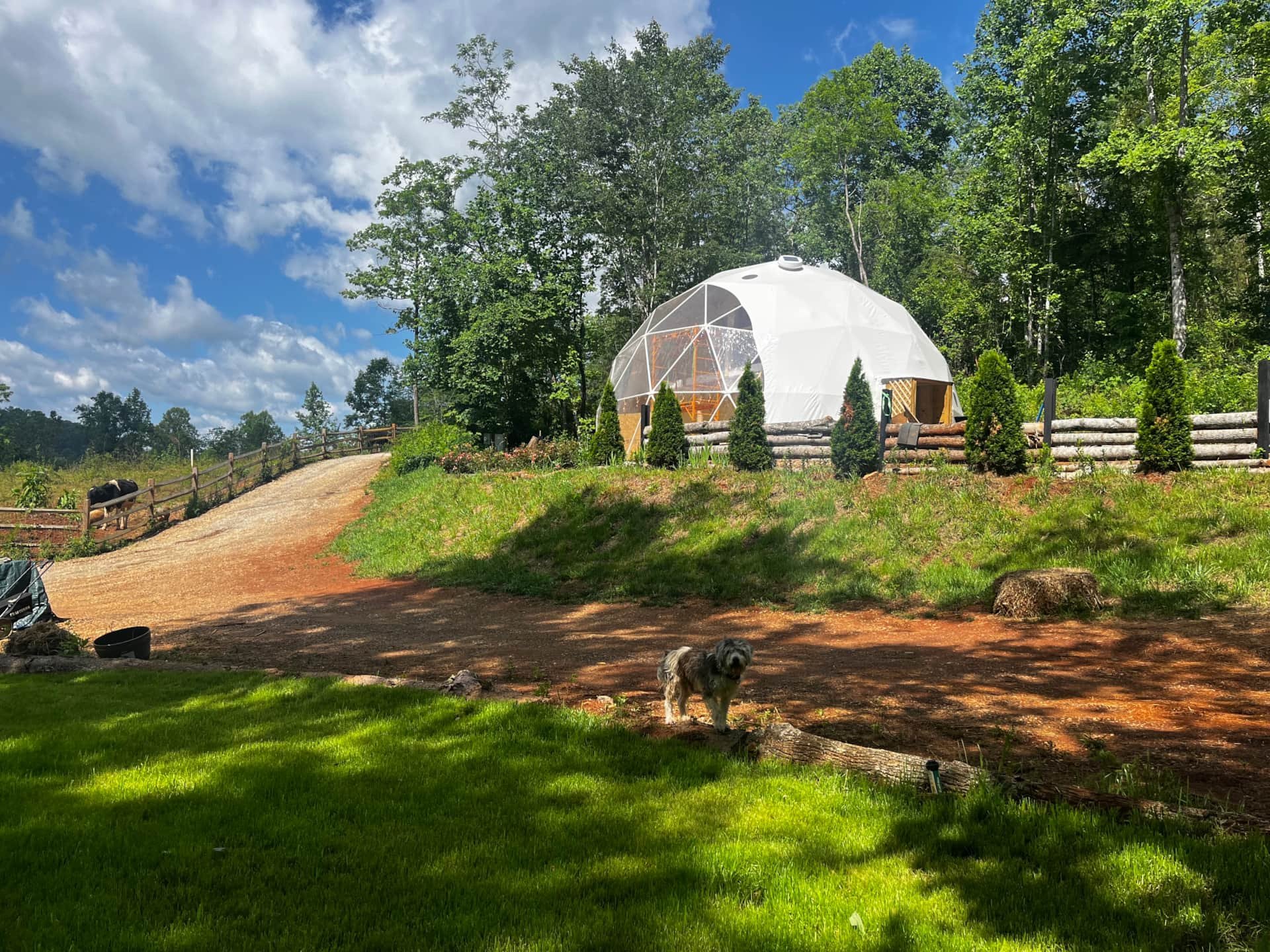 A backyard with a geodesic dome house on a grassy hill, surrounded by trees, with a dog standing on the grass in the foreground and a dirt path leading up to the dome.