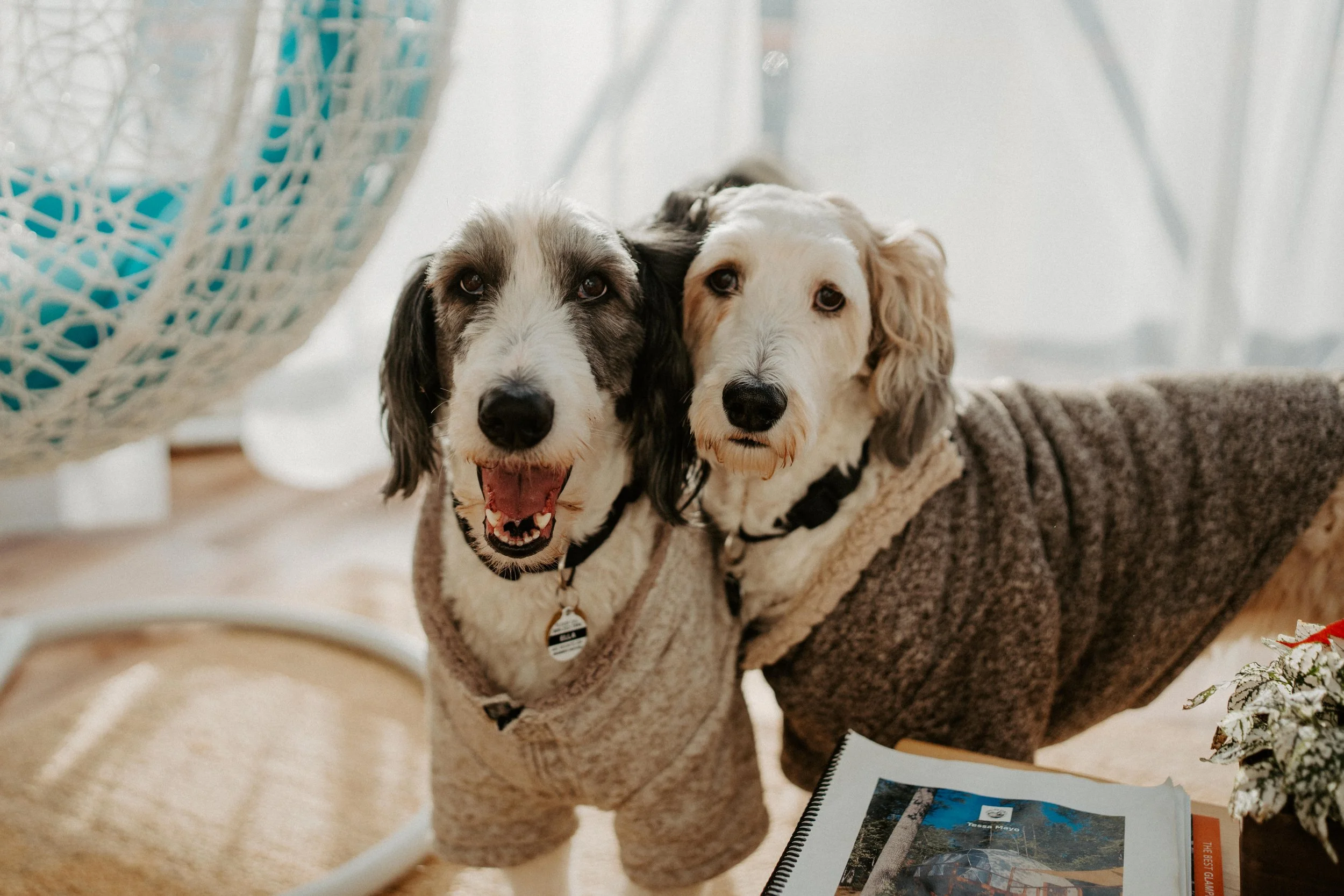 Two dogs wearing cozy sweaters standing next to each other indoors, with a hanging chair and a book on a table nearby.