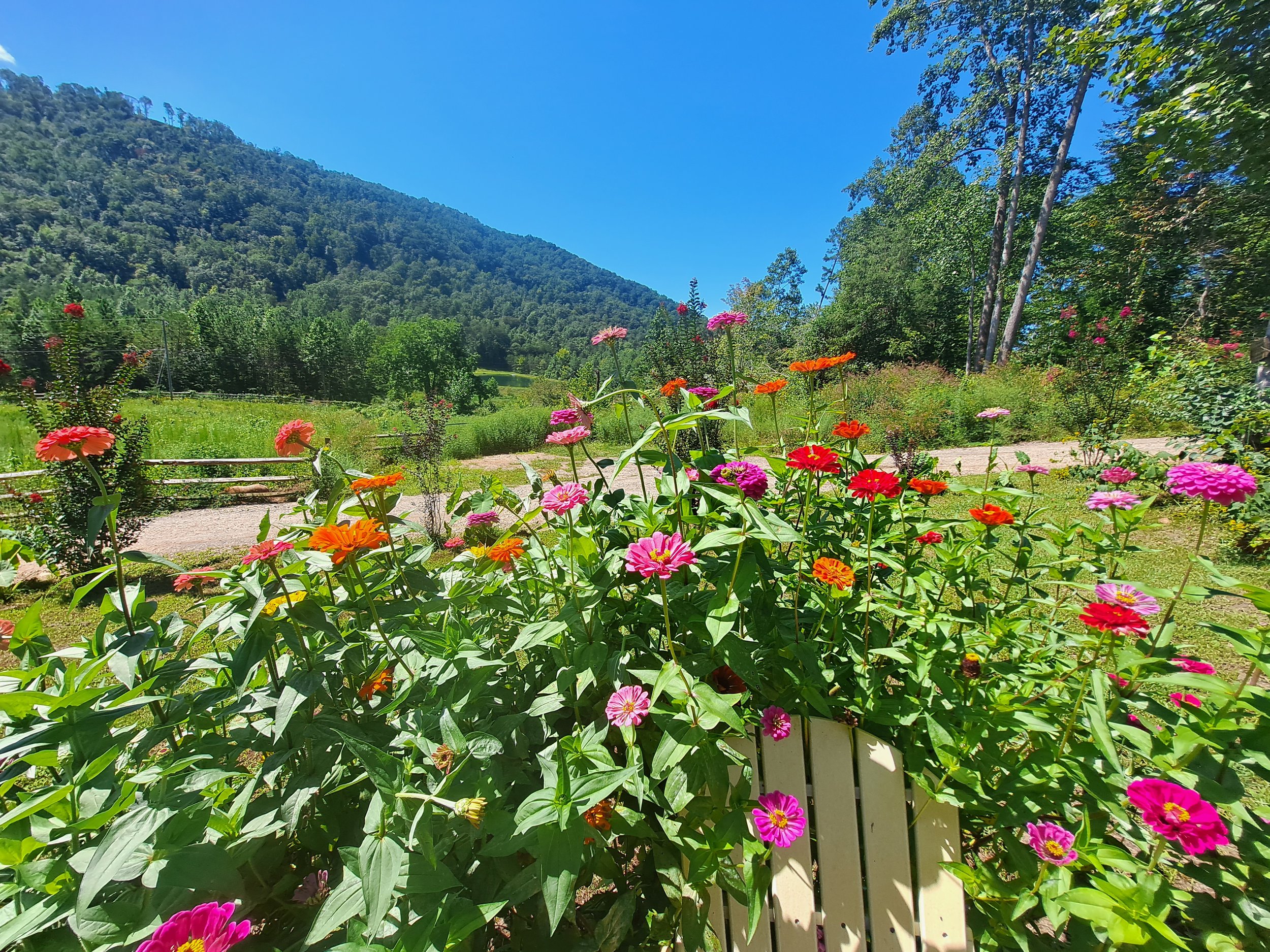 Colorful flowers including pink, red, orange, and purple in a garden with green foliage, dirt path, trees, a mountain, and a clear blue sky in the background.