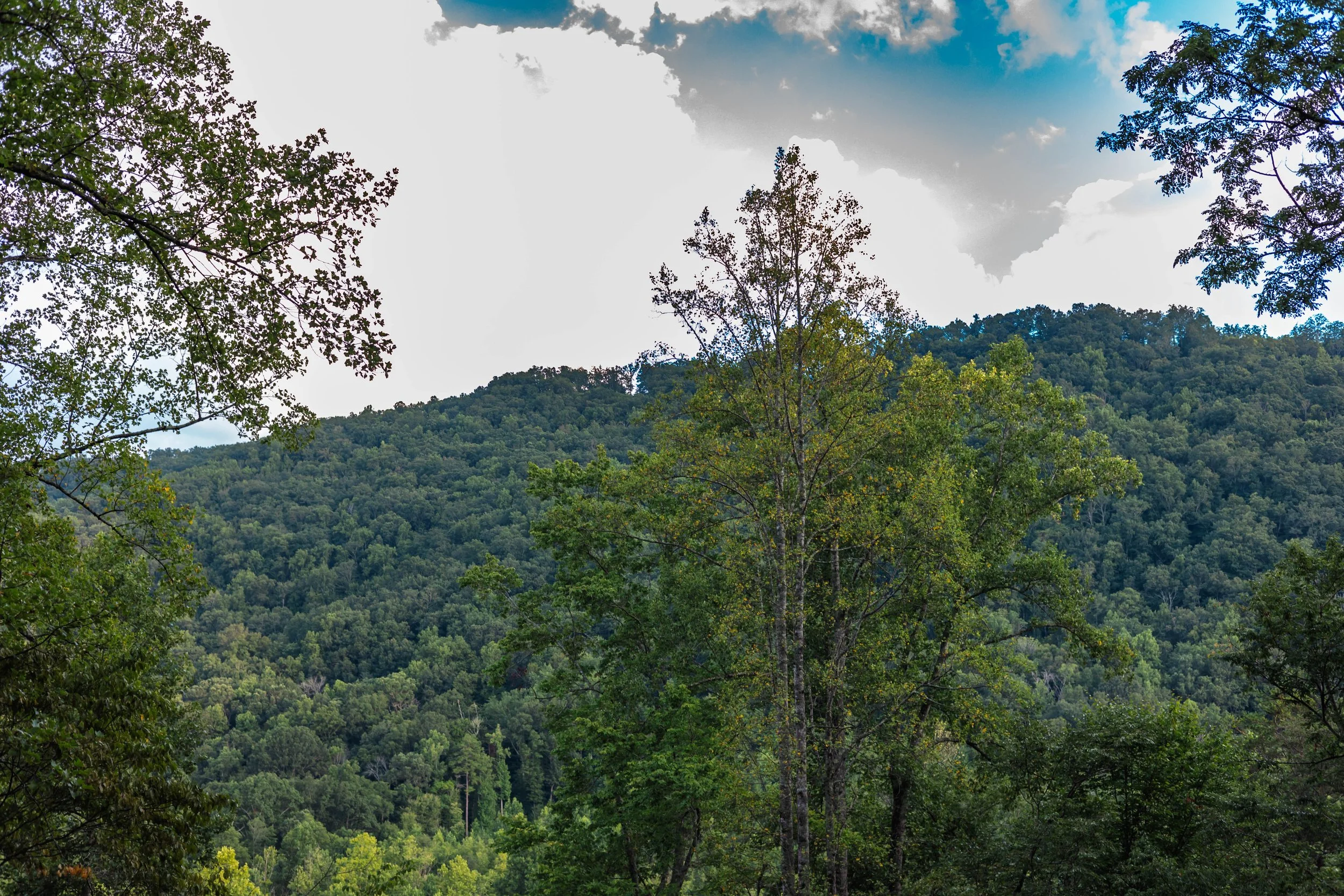 A scenic view of a green forest with dense trees on rolling hills and a partly cloudy sky overhead.