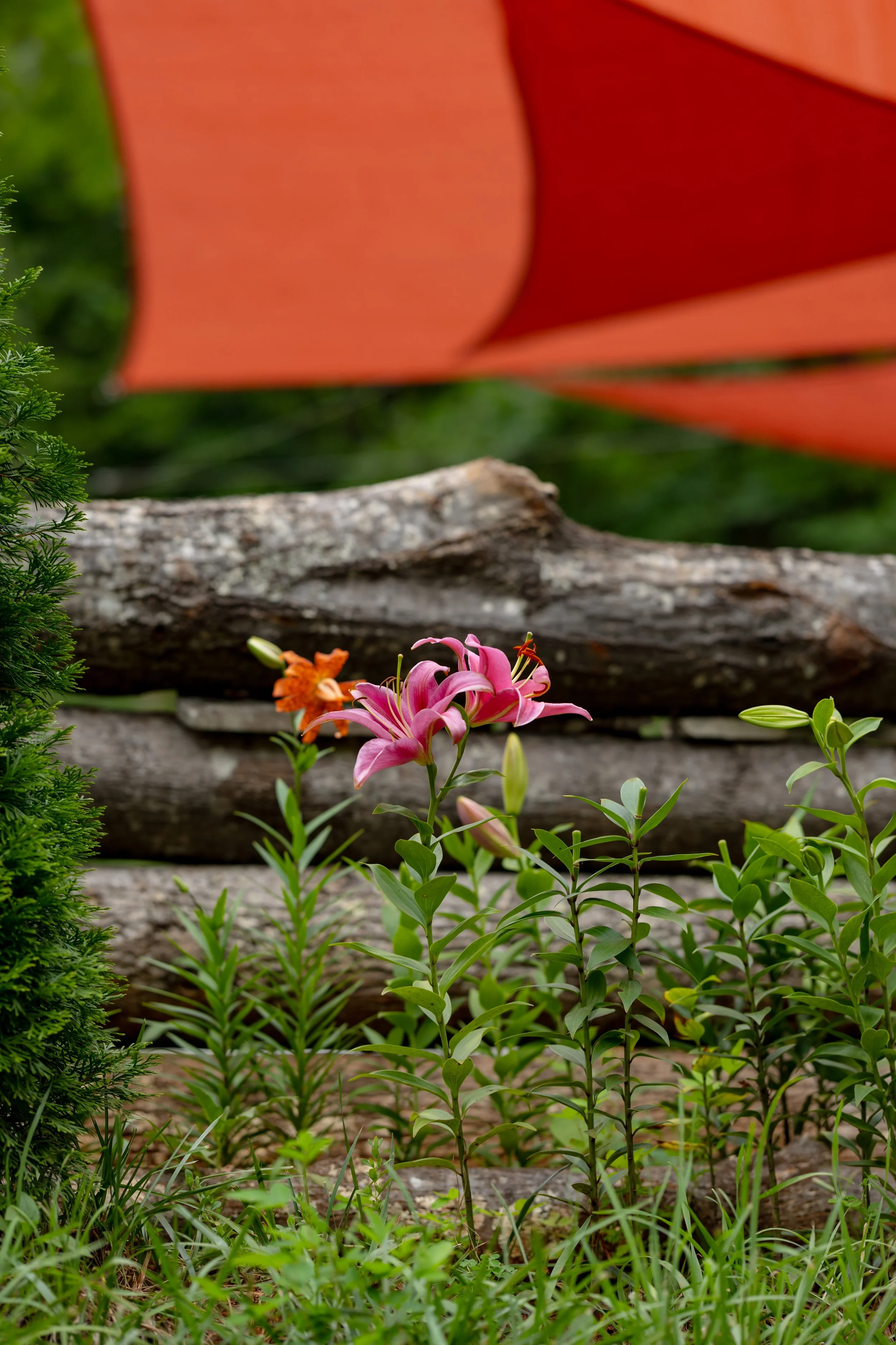 Pink lilies and an orange lily in a garden with a wooden log and green foliage in the background.
