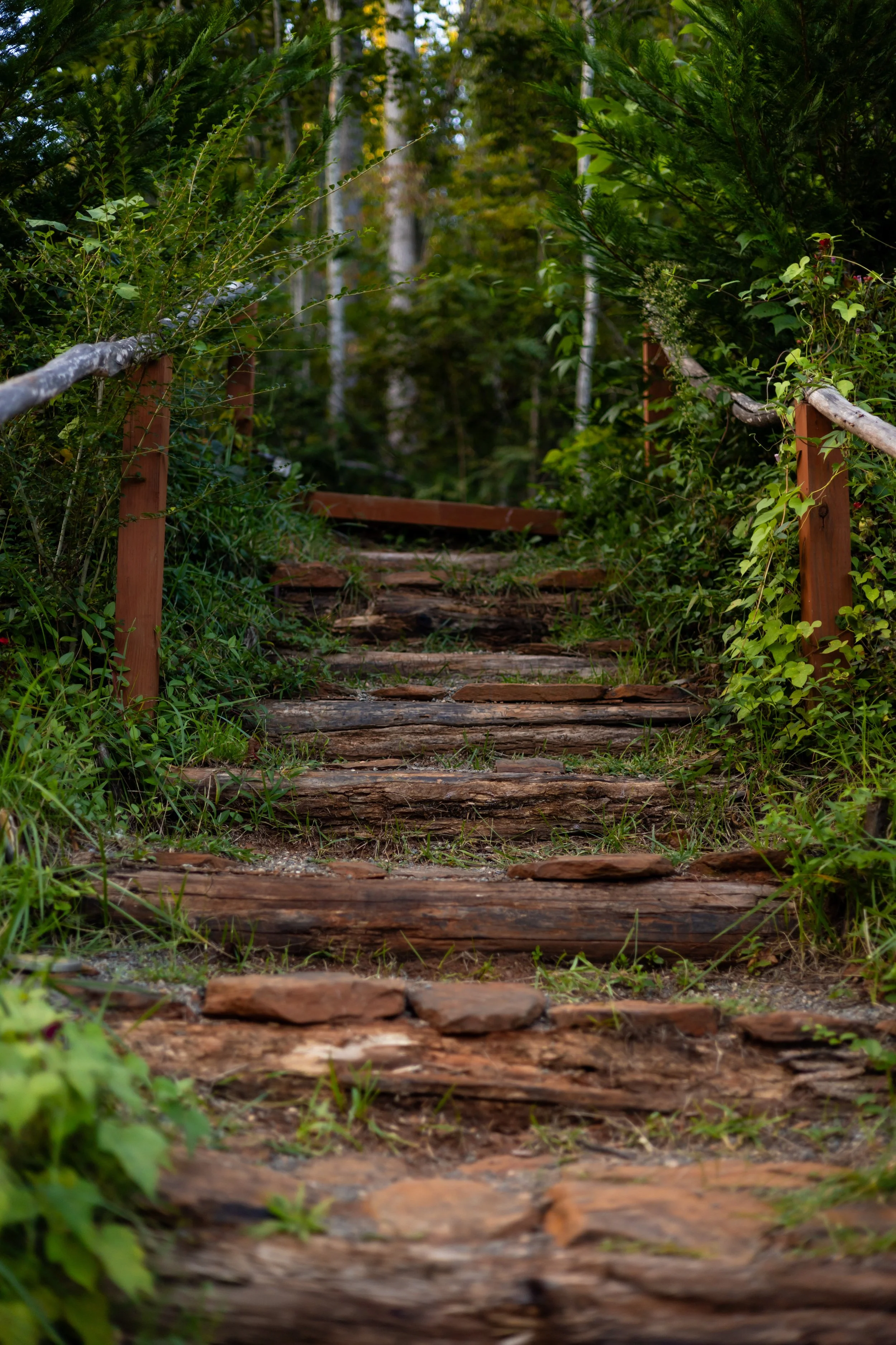 Wooden stairs leading up a forest trail, surrounded by green foliage and trees.