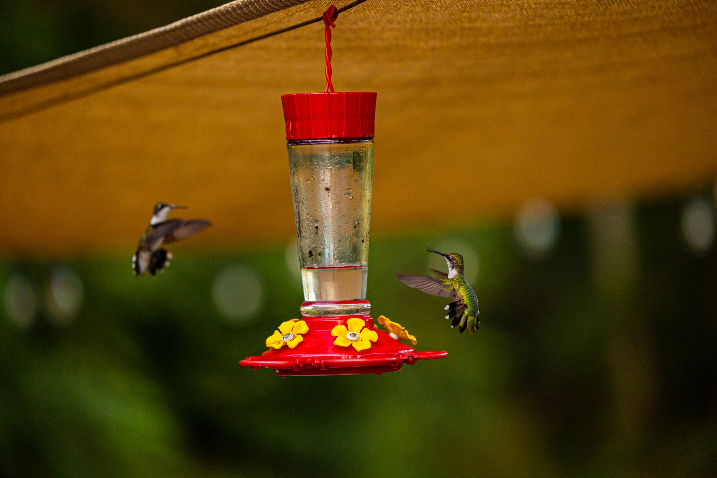 Two hummingbirds near a red and yellow hummingbird feeder hanging from a wooden structure, with a blurred green background.