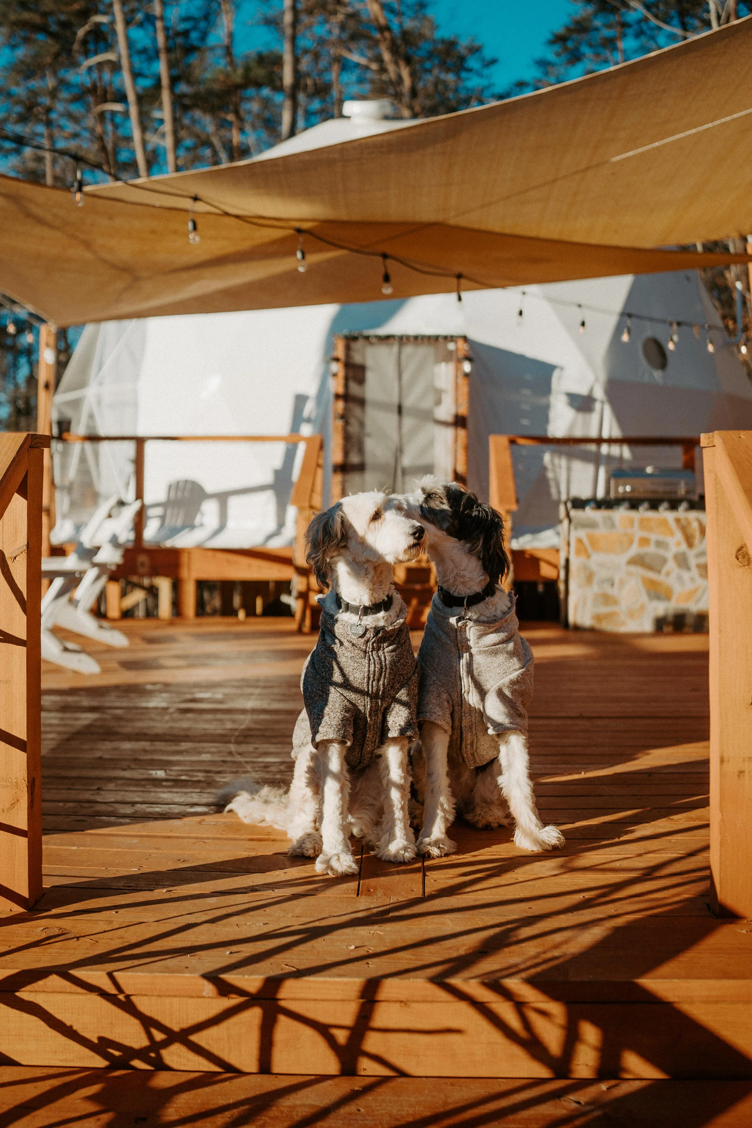 Two dogs dressed in matching sweaters sitting on a wooden deck, with one dog licking the other on the face, under a sunshade on a sunny day with trees and a white geodesic dome in the background.