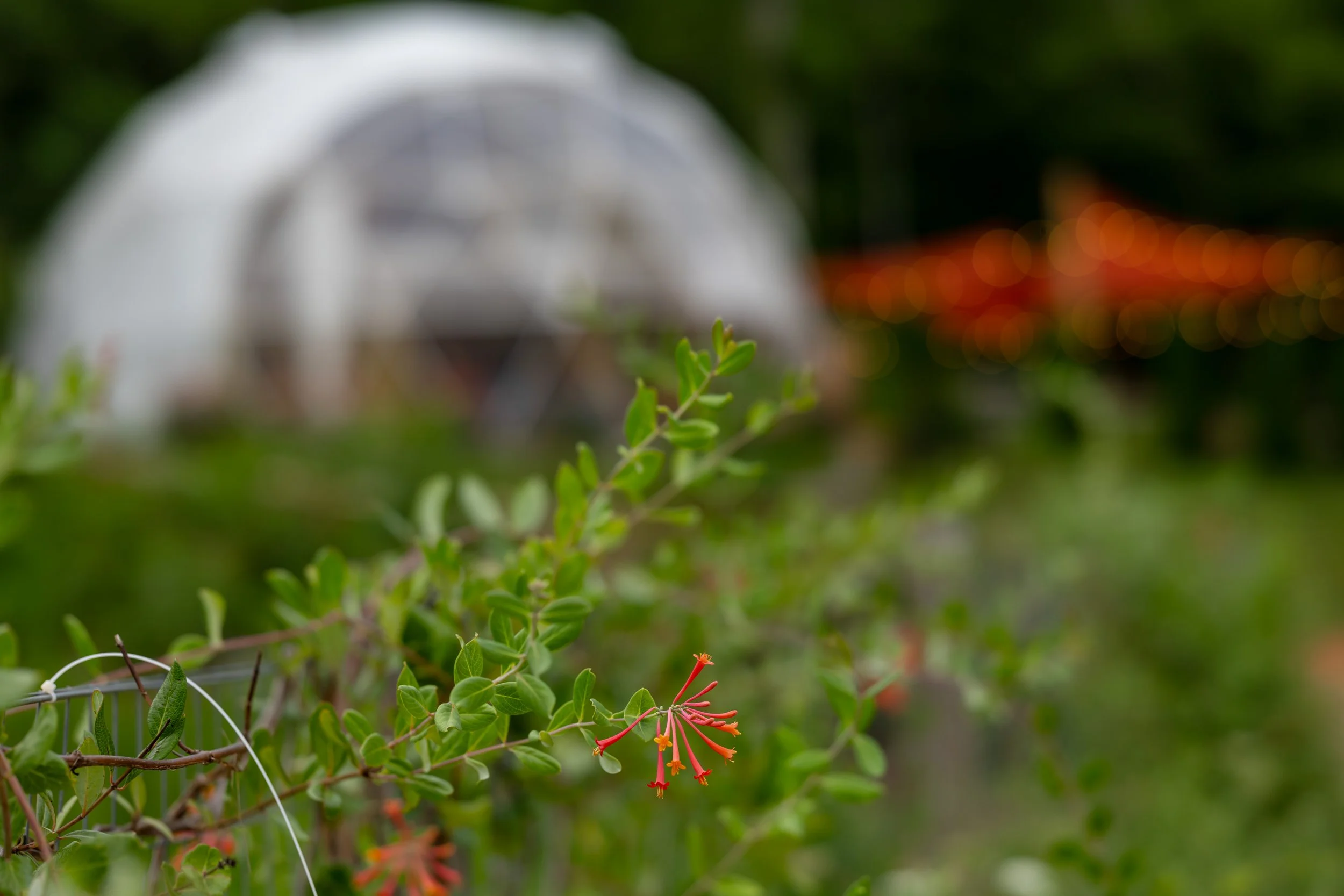 Close-up of a small red and orange flower with green leaves, blurred white greenhouse in background with orange lights.