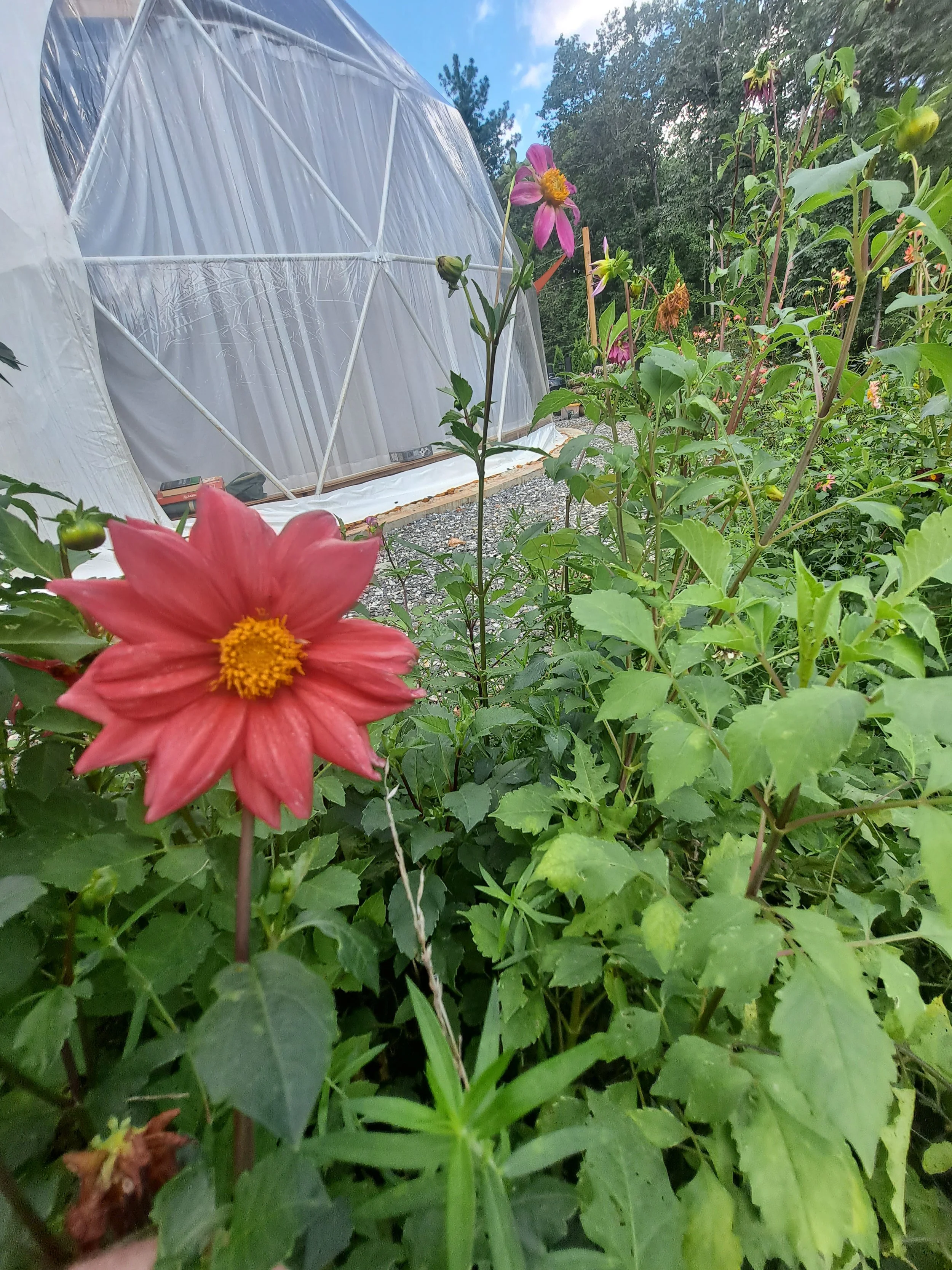 Colorful garden with pink and purple flowers in front of a white dome greenhouse surrounded by green foliage and trees under a partly cloudy sky.