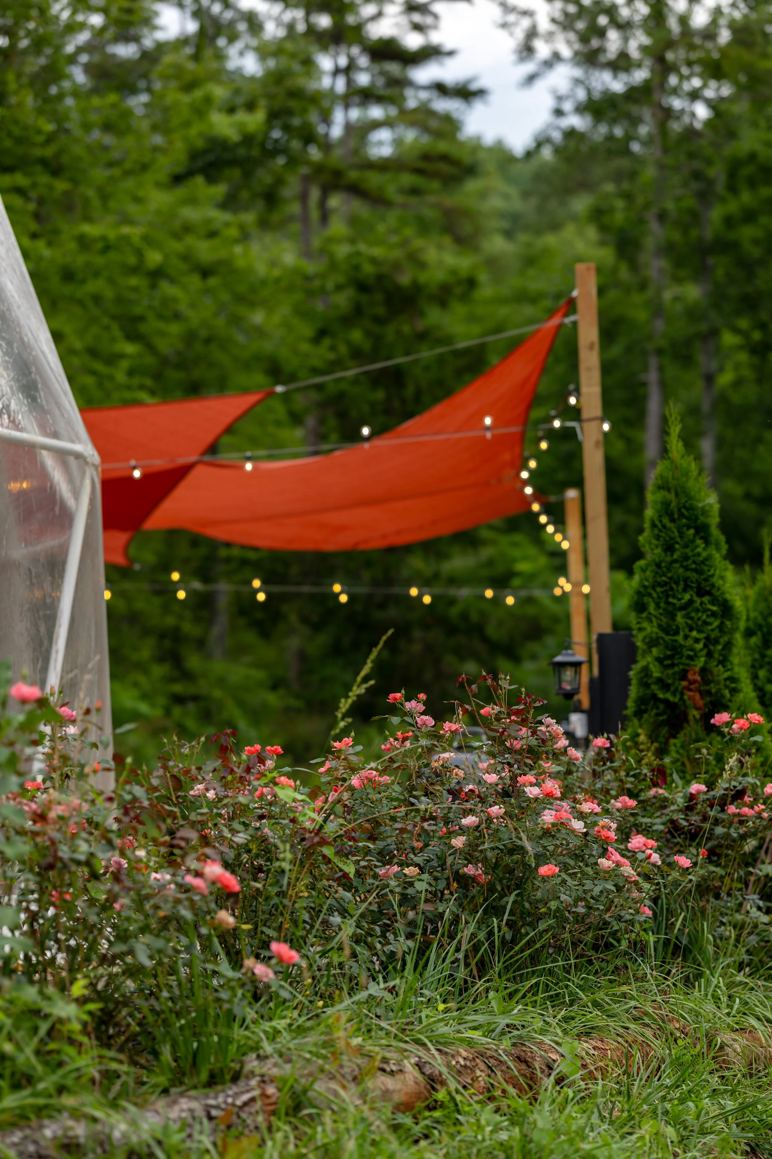 Garden with pink roses, green bushes, and trees in the background. Orange shade sails and string lights overhead, creating a cozy outdoor space.