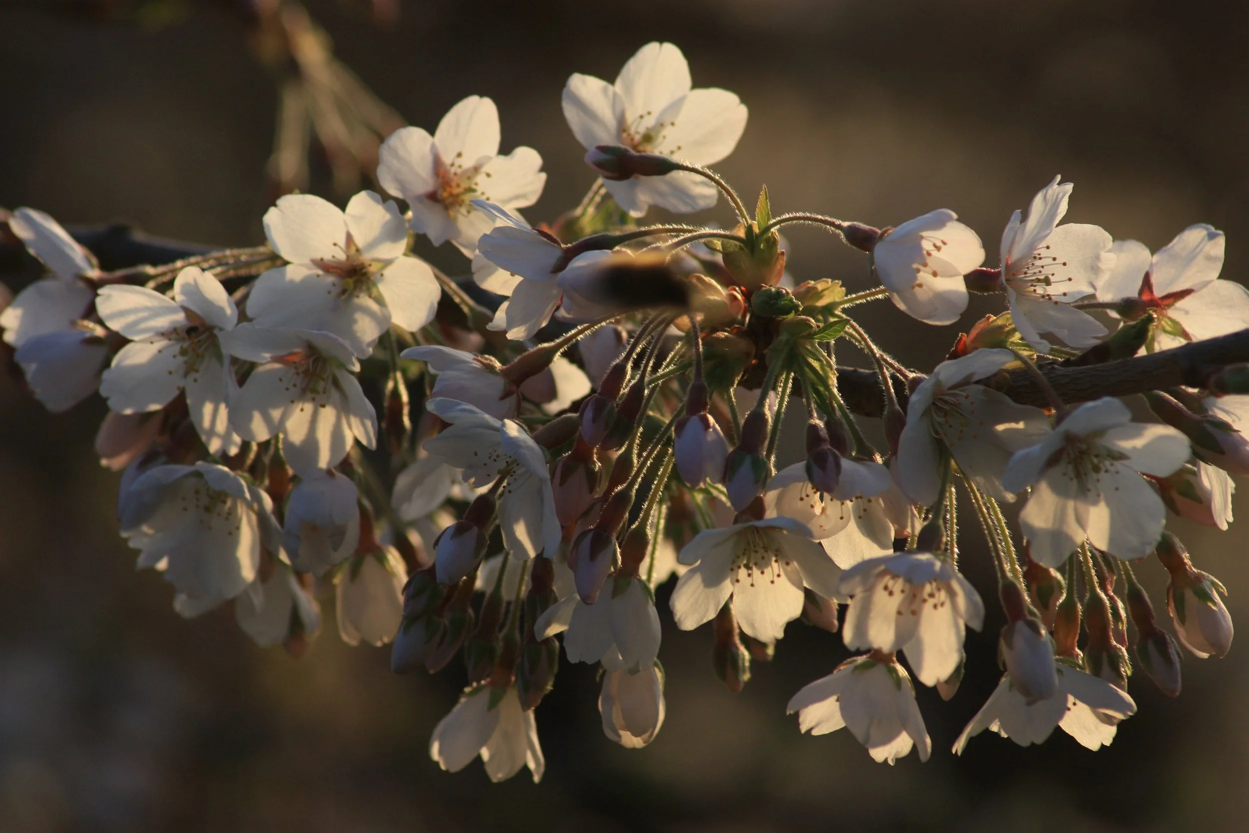 Close-up of white cherry blossoms on a branch with sunlight in the background