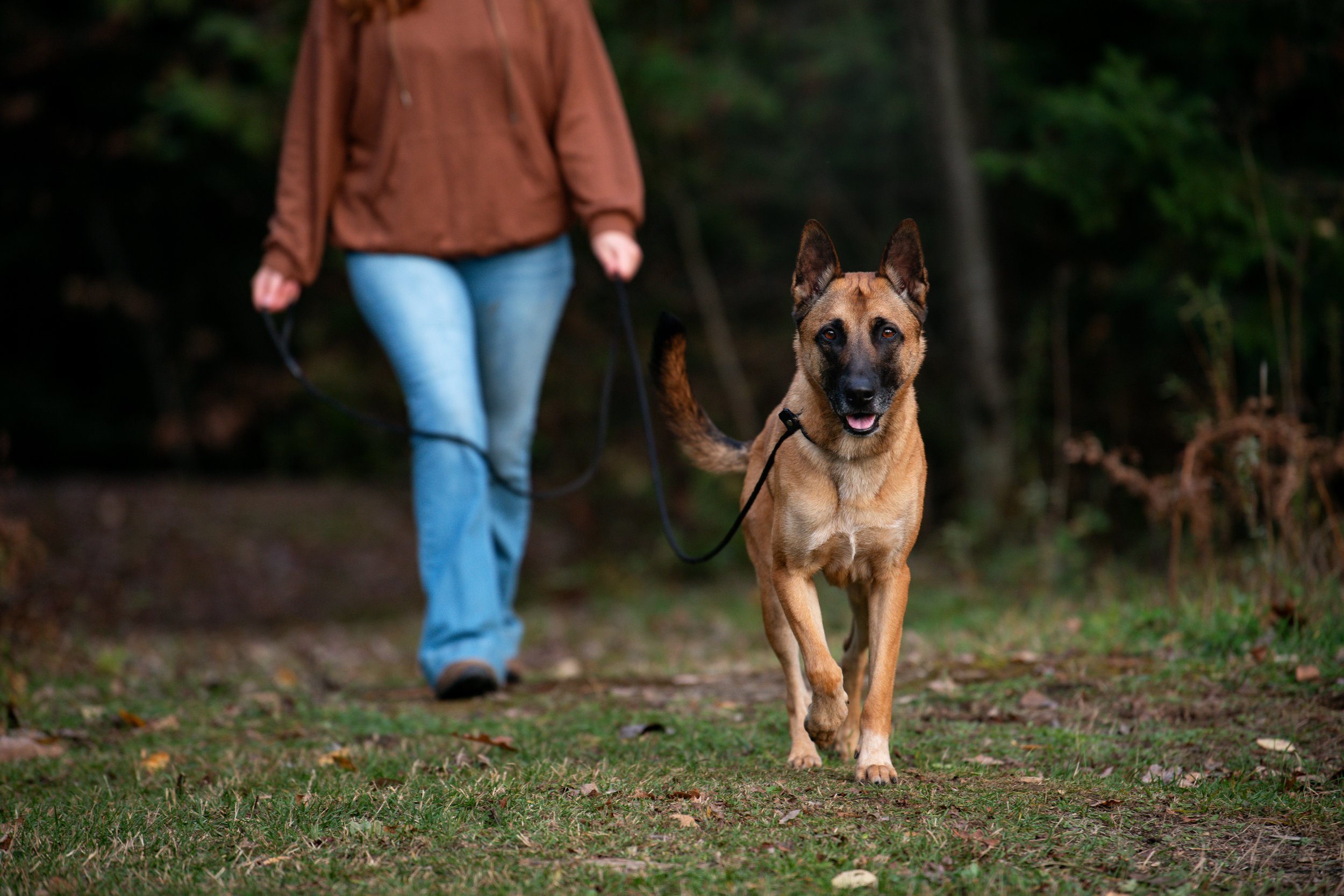 Longe d'entrainement