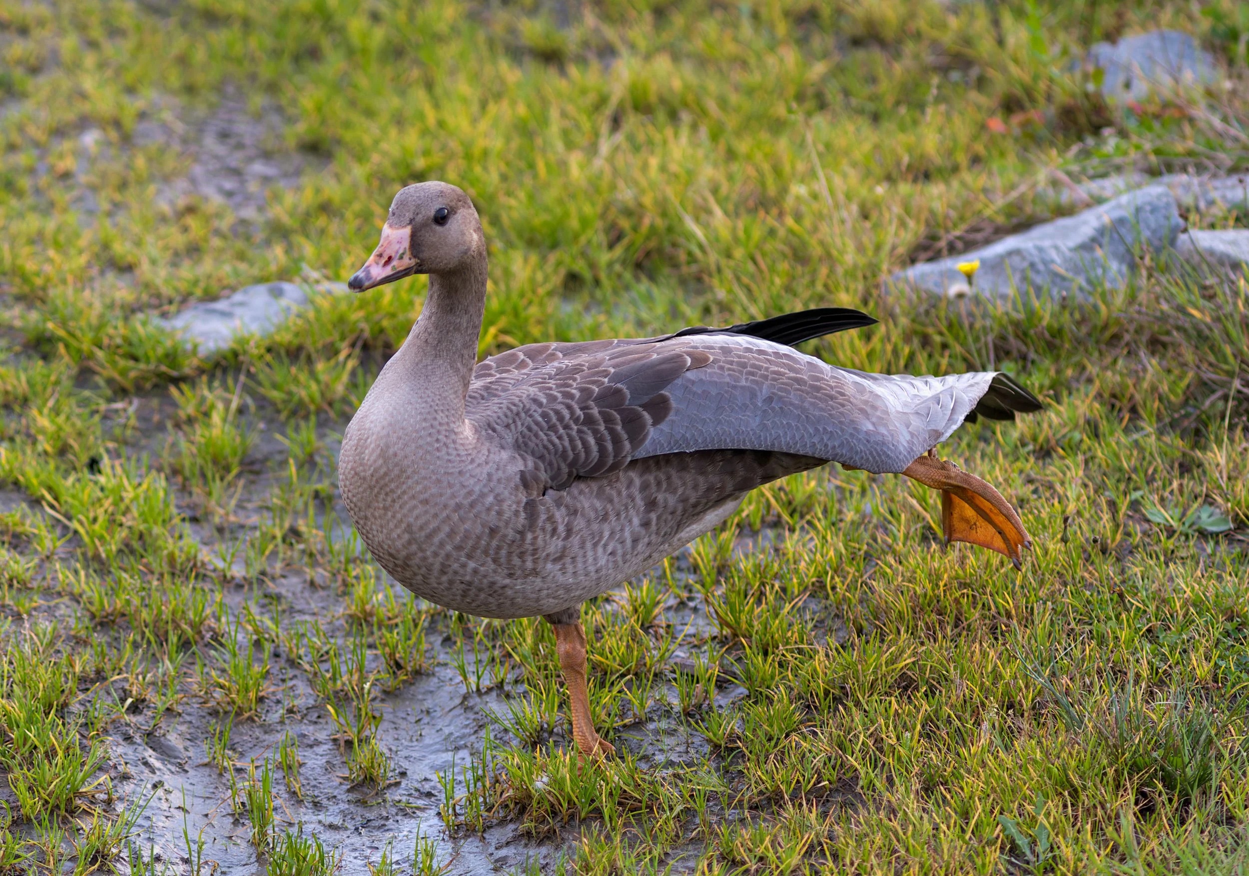 graylag-goose-first-beach-la-push-quileute-reservation-clallam-county-coastal-uplands-coast-range-ecoregion-olympic-peninsula-494-color-and-photo-labs-llc.jpg
