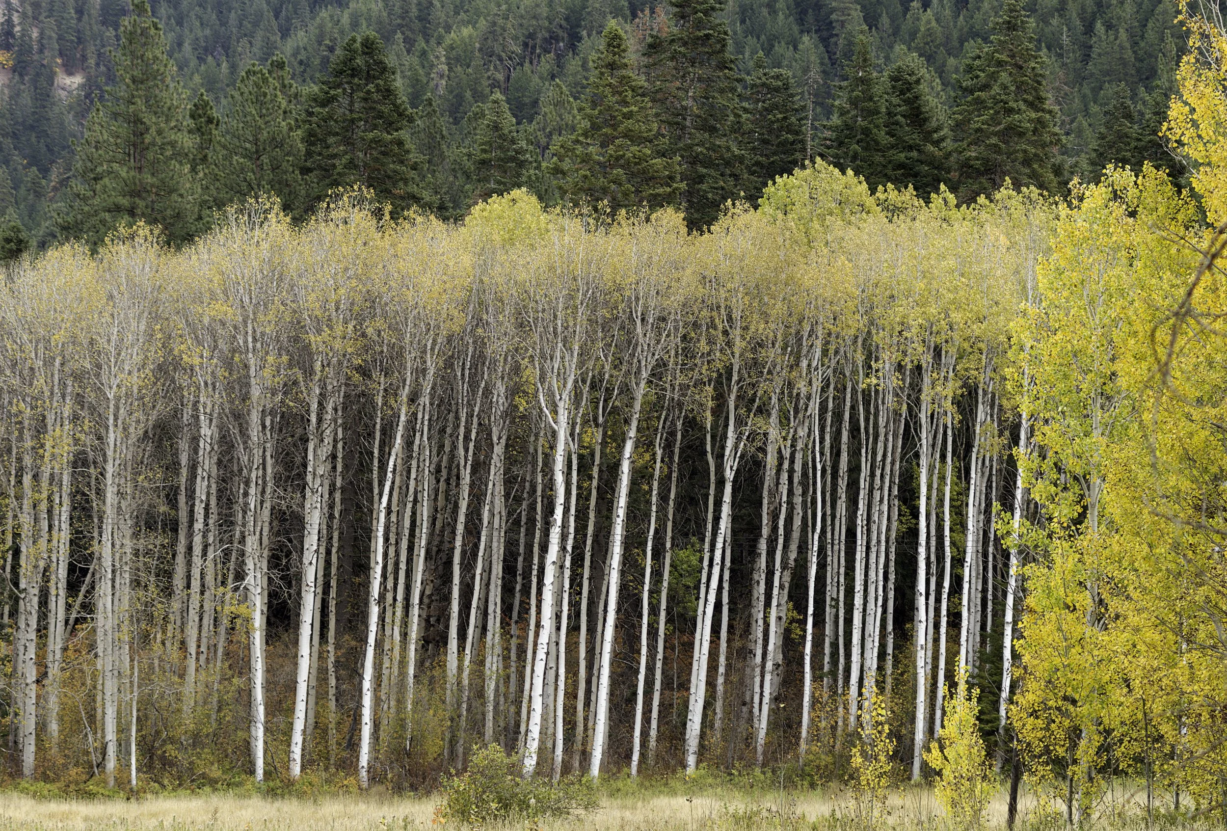 aspen-trees-coles-corner-fall-colors-fall-foliage-u.s.-highway-2-chelan-county-chiwaukum-hills-and-lowlands-north-cascades-ecoregion-494-color-and-photo-labs-llc.jpg