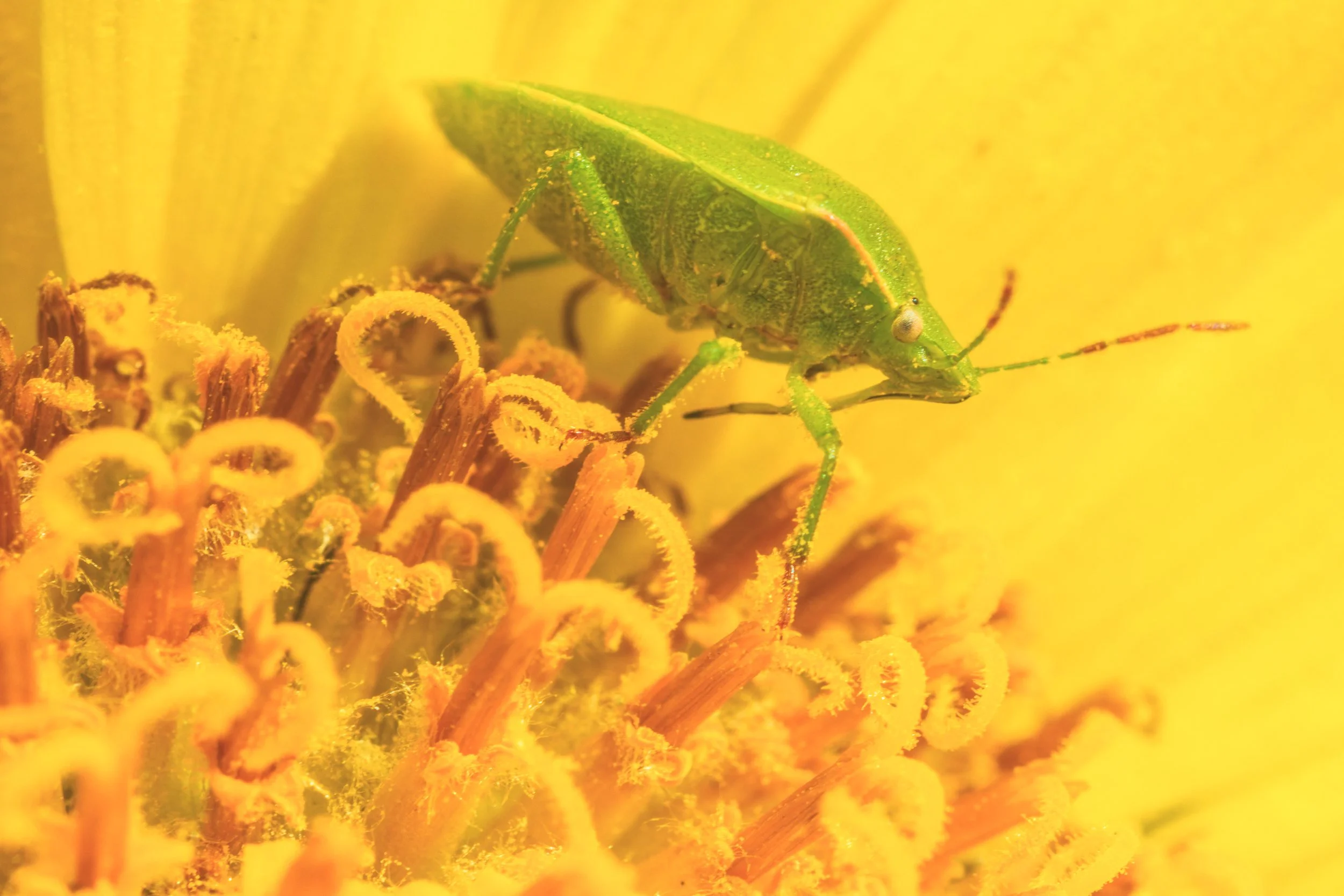 GREEN-~1.JPG