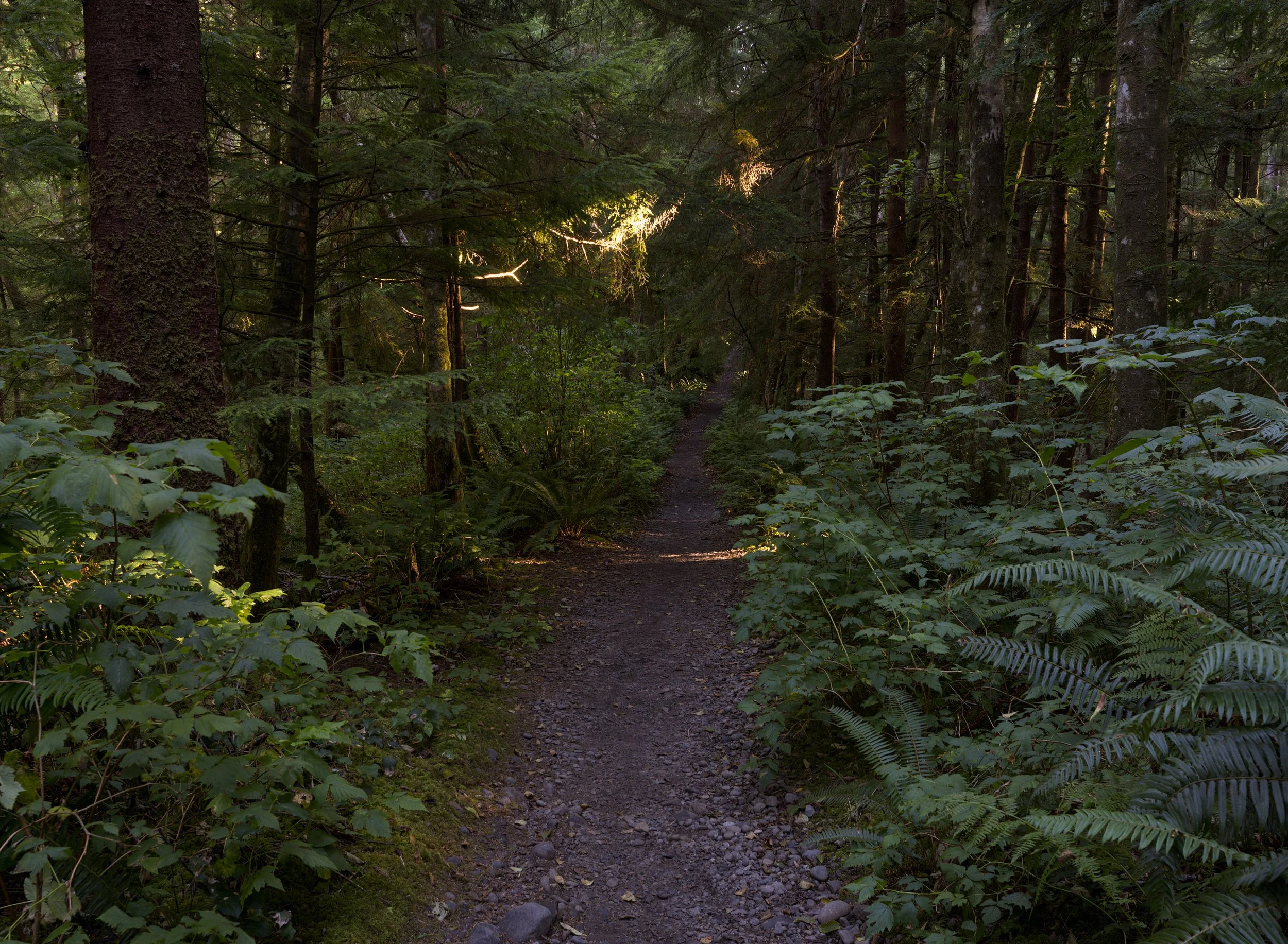 third-beach-trail-la-push-quileute-land-olympic-national-park-clallam-county-near-clallam-counrty-coastal-uplands-coast-range-ecoregion-olympic-peninsula-494-color-and-photo-labs-llc-2.jpg