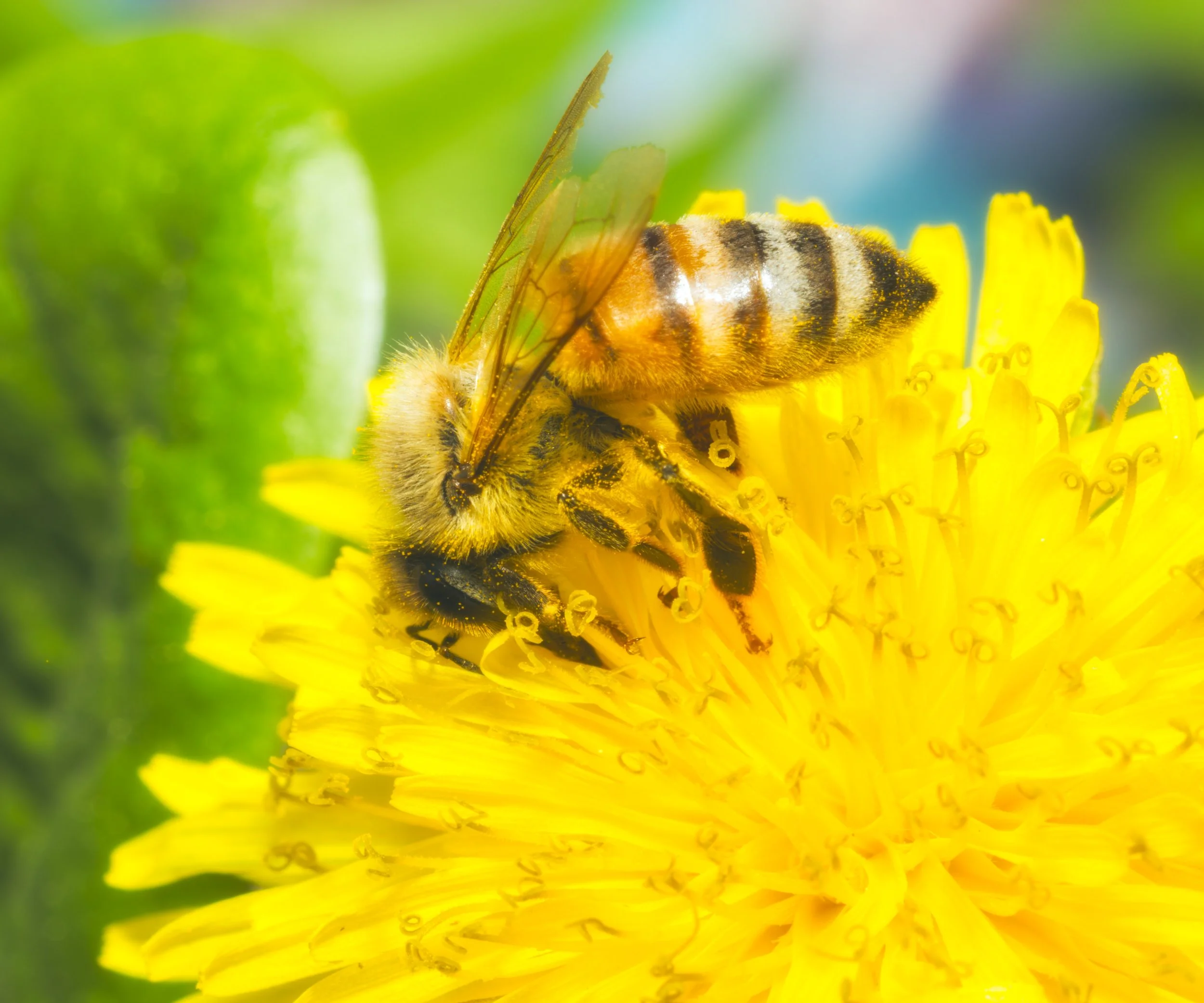 HONEY-~1.JPG