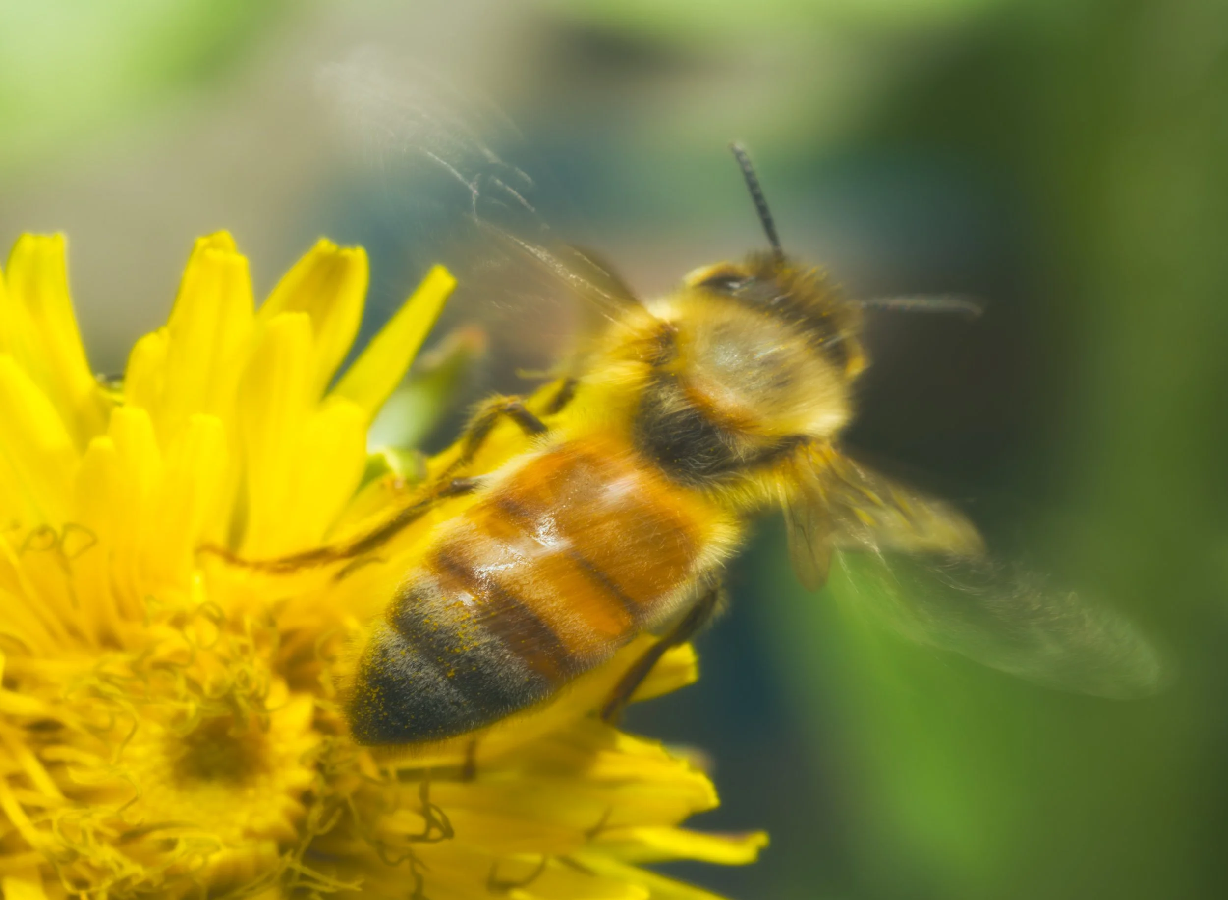 HONEY-~2.JPG