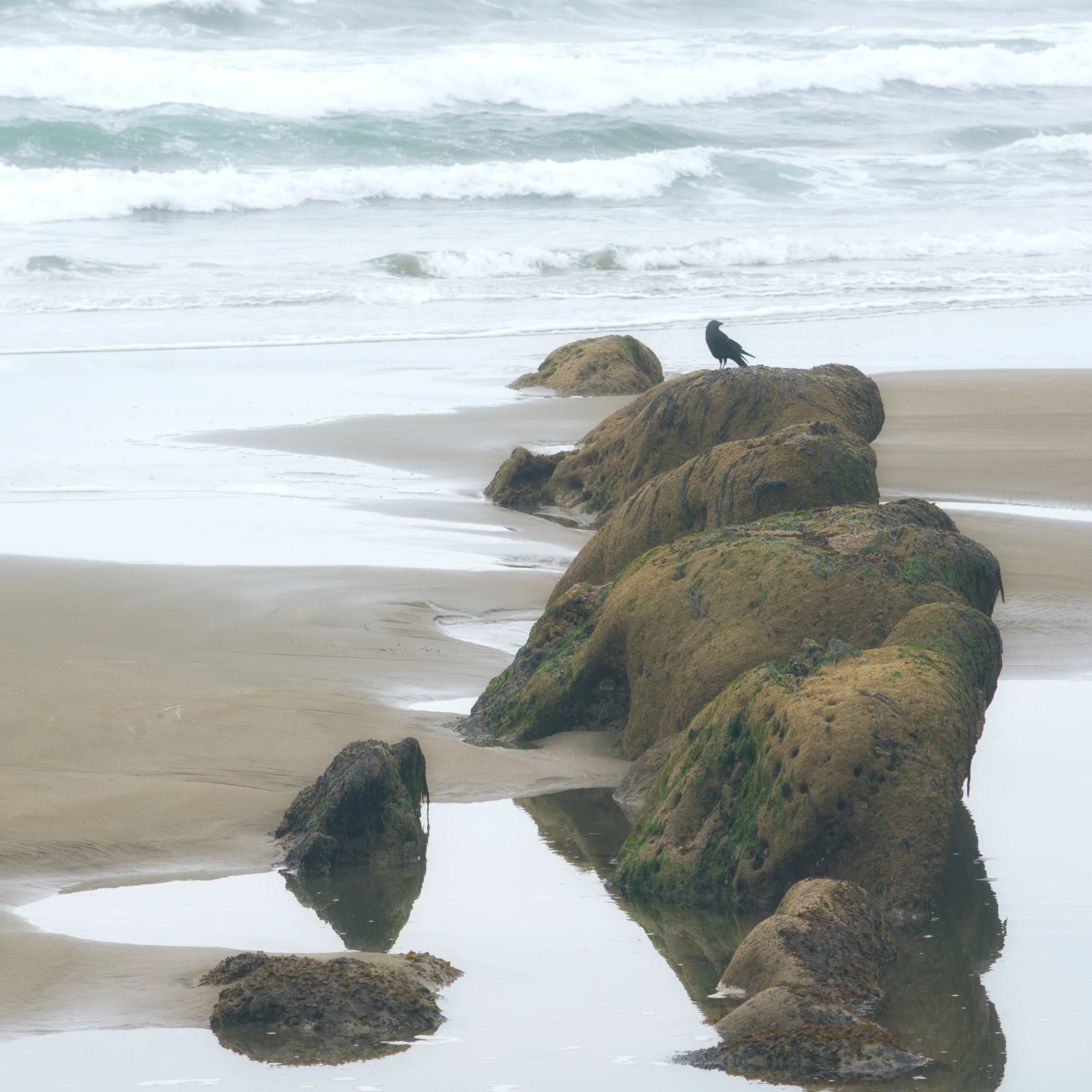 shi-shi-beach-olympic-national-park-olympic-peninsula-494-color-and-photo-labs-color-grading-kodak-portra-400-120-medium-format.jpg