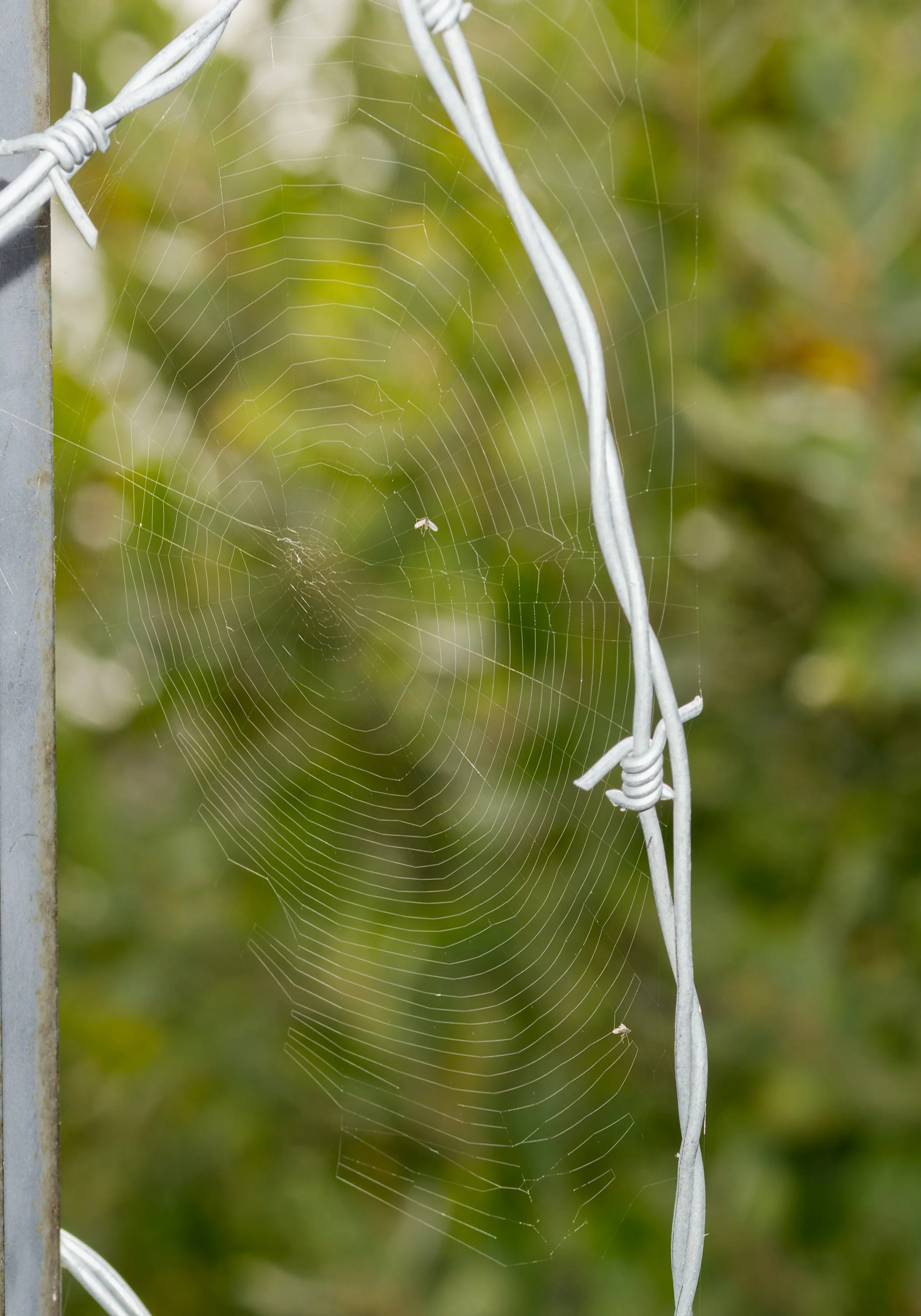 spider-web-barb-wire-bokeh-port-angeles-clallam-county-olympic-rainshadow-coast-range-ecoregion-olympic-peninsula-494-color-and-photo-labs-llc.jpg