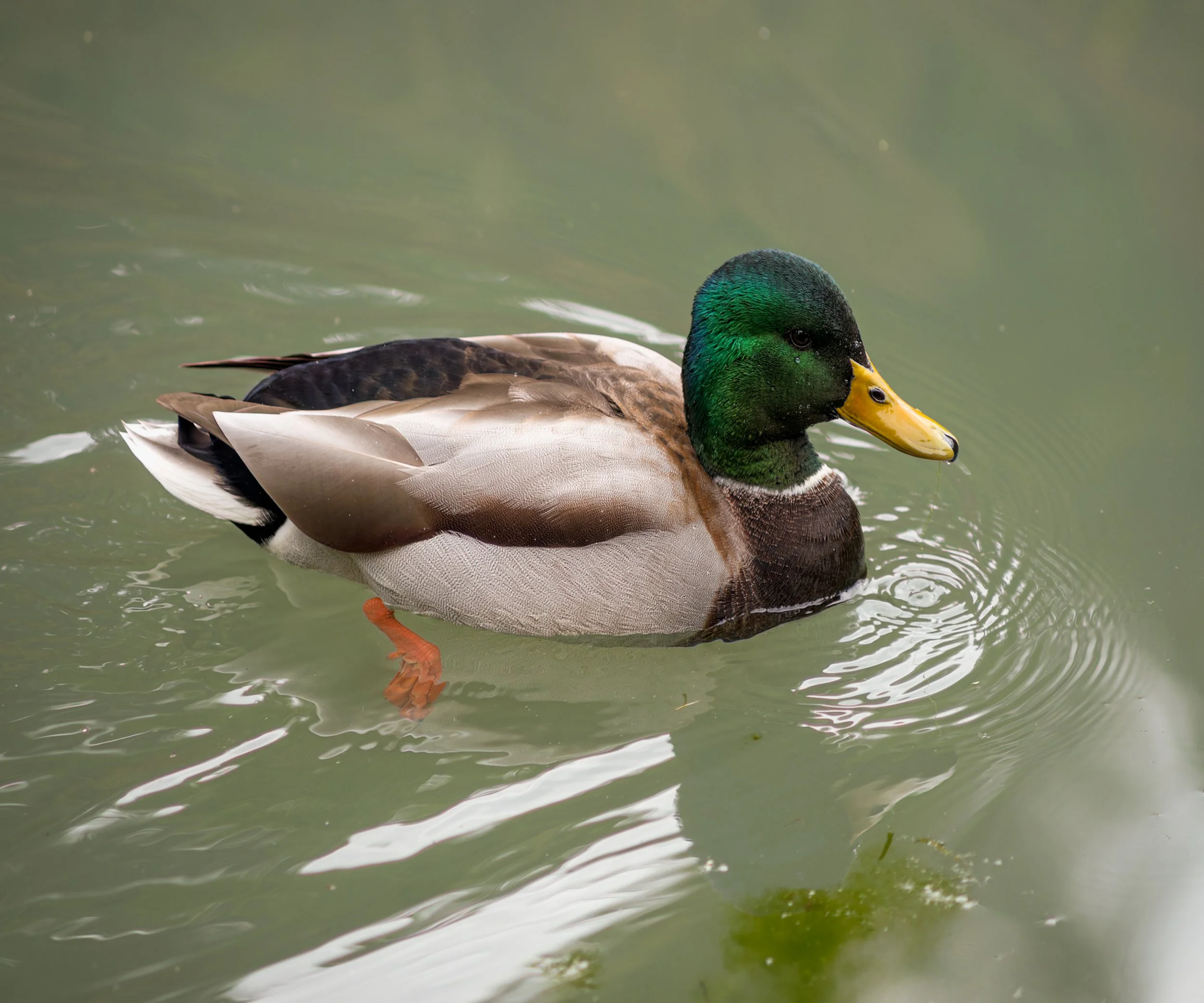mallard-duck-drake-waterfowl-kubota-garden-south-seattle-central-puget-puget-sound-lowlands-king-county-494-color-and-photo-labs-llc.jpg