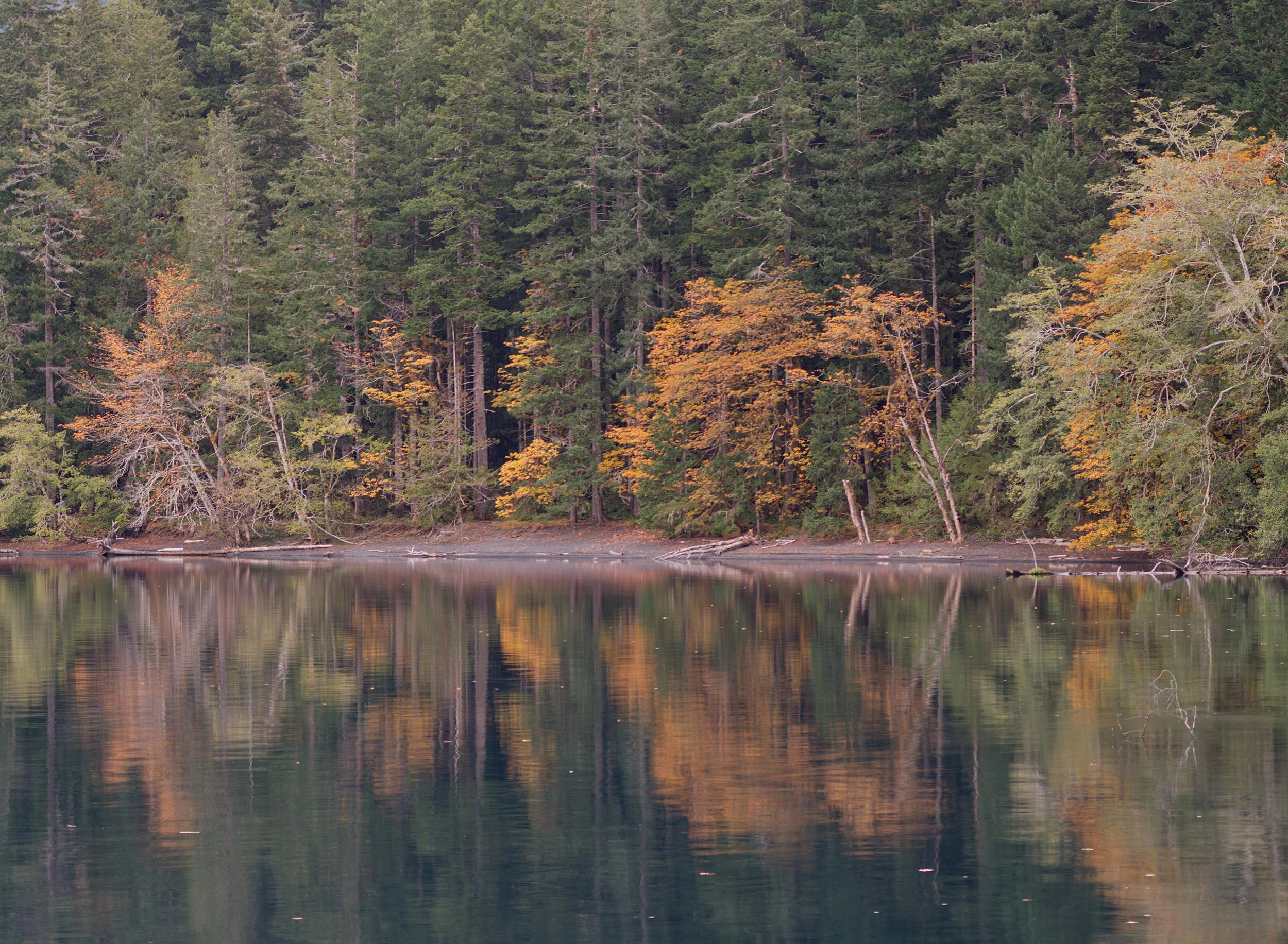 lake-crescent-dusk-fall-foliage-reflections-calm-serenity-barnes-point-olympic-national-park-clallam-county-low-olympics-coast-range-ecoregion-olympic-peninsula-494-color-and-photo-labs-llc.jpg