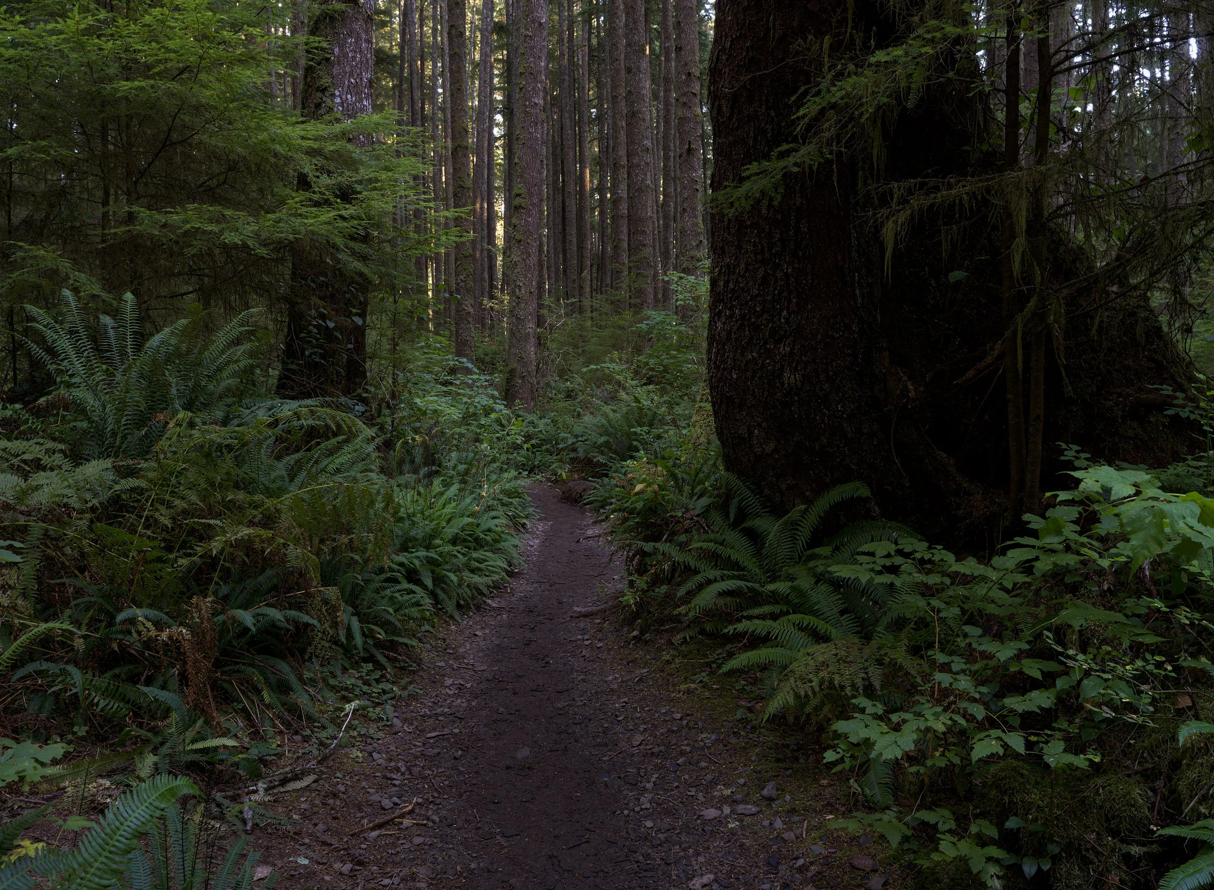 third-beach-trail-la-push-quileute-land-olympic-national-park-clallam-county-near-clallam-counrty-coastal-uplands-coast-range-ecoregion-olympic-peninsula-494-color-and-photo-labs-llc.jpg