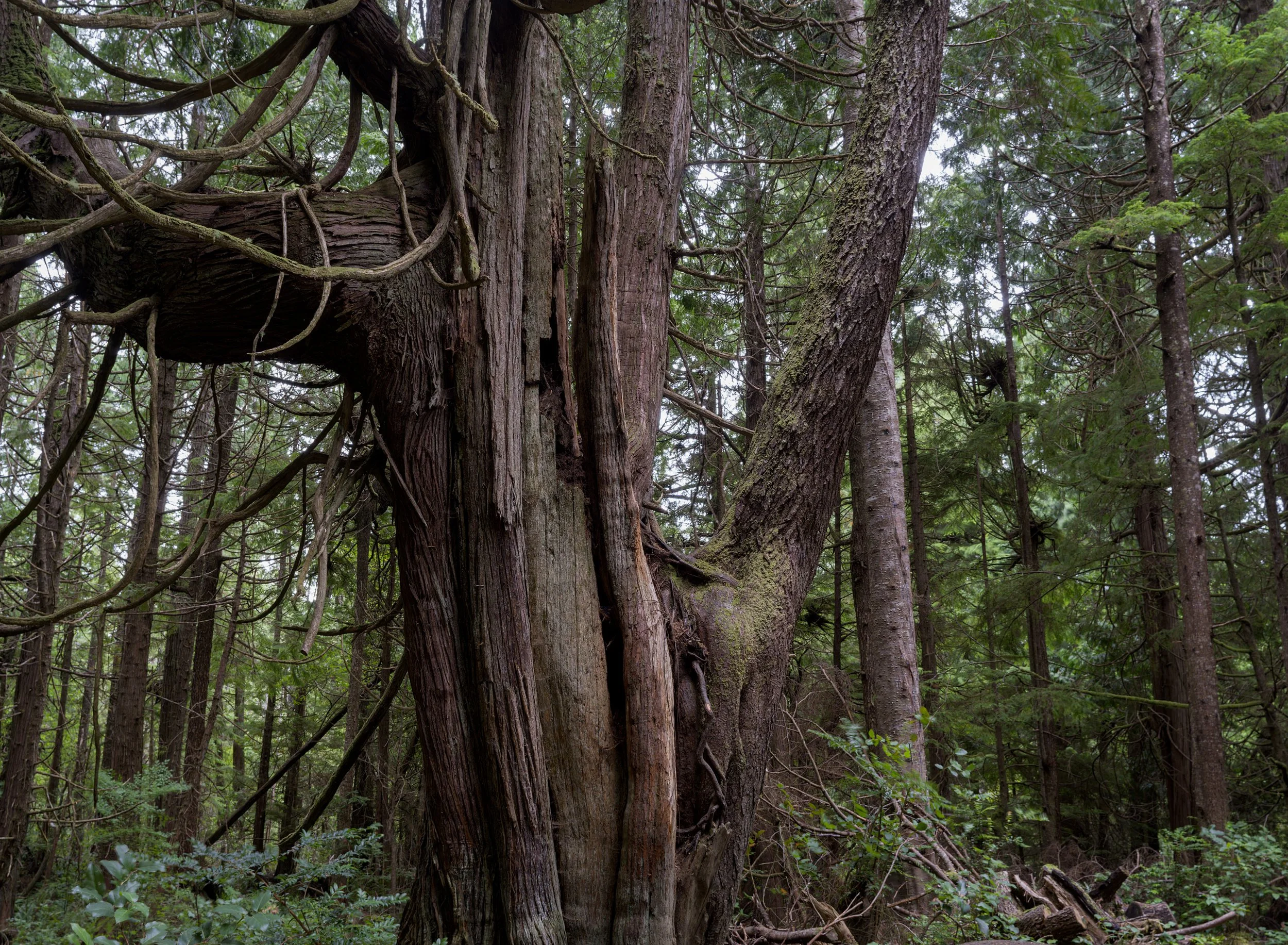 cape-flattery-forest-big-tree-trees-makah-reservation-clallam-county-coastal-uplands-coast-range-ecoregion-olympic-peninsula-494-color-and-photo-labs-llc.jpg