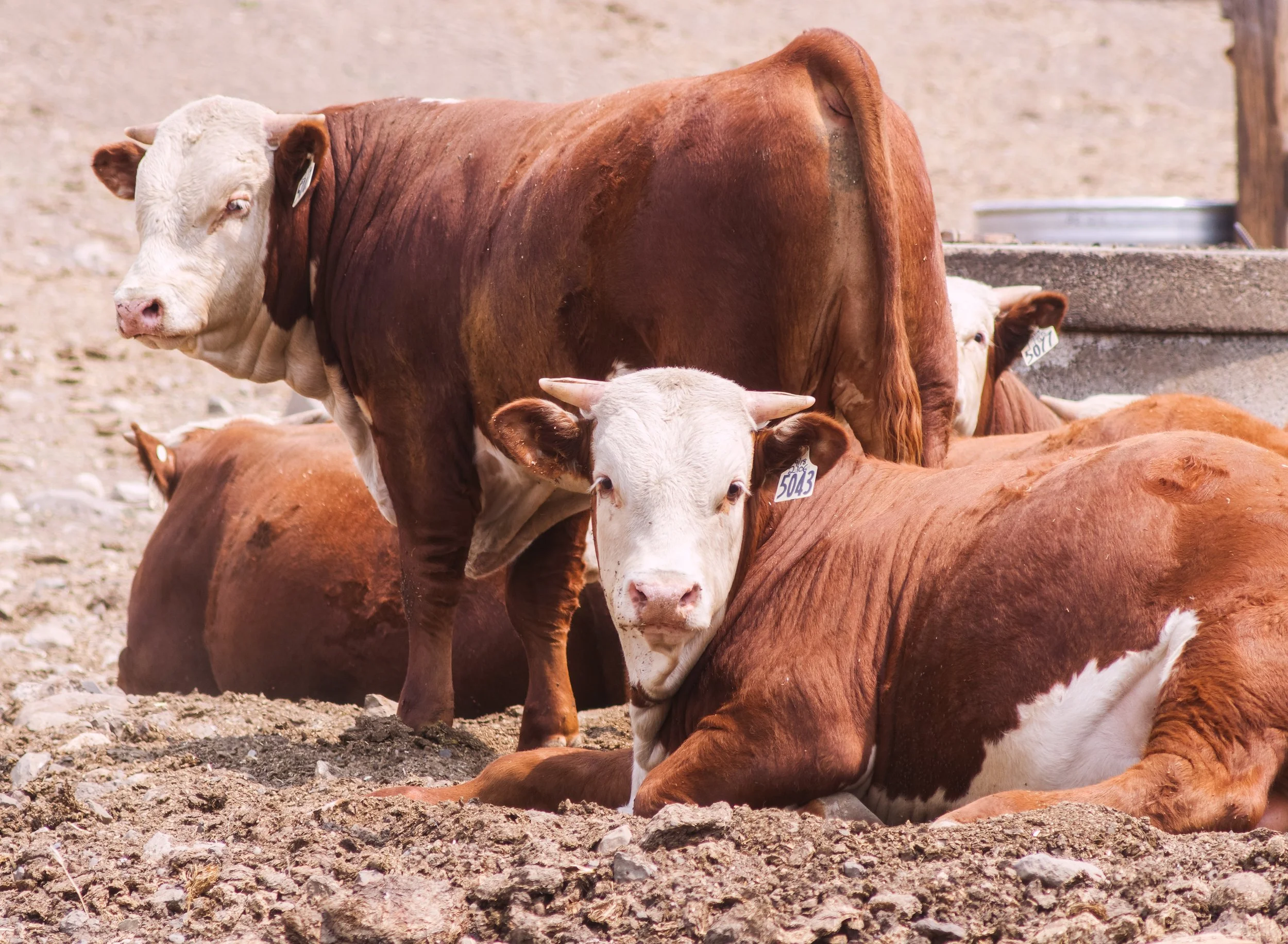 hereford-cattle-cows-rural-country-dissected-loess-uplands-columbia-plateau-palouse-region-garfield-County-washington-state-494-color-&-photo-labs-llc.jpg