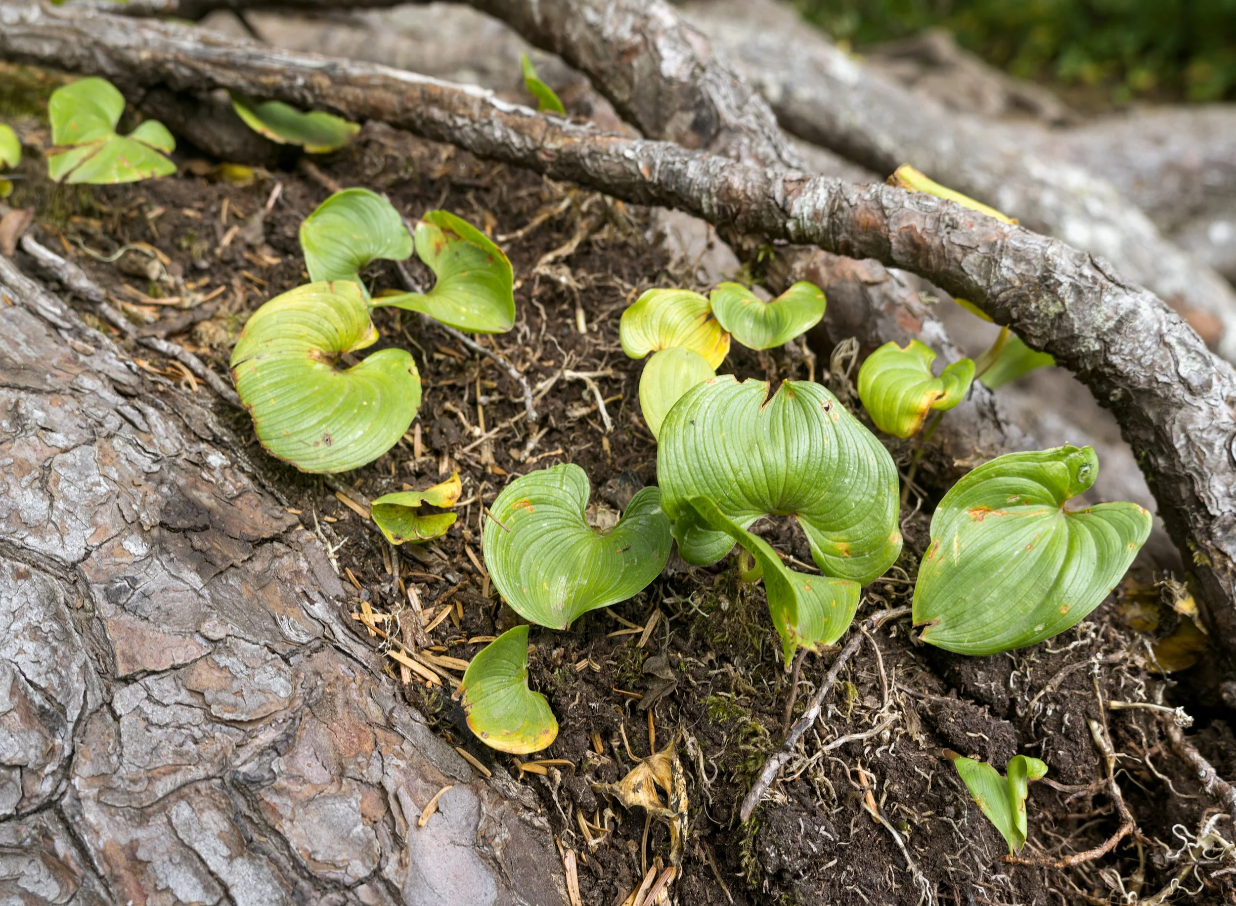 cape-flattery-rmacro-growth-leaves-roots-trail-sea-strait-juan-de-fuca-makah-reservation-clallam-county-coastal-uplands-coast-range-ecoregion-olympic-peninsula-494-color-and-photo-labs-llc.jpg