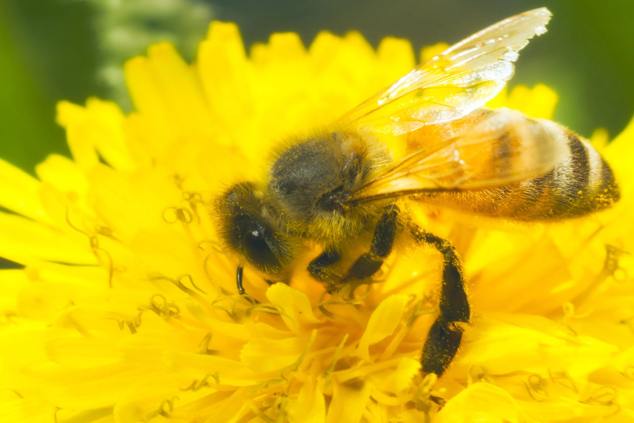HONEY-~4.JPG