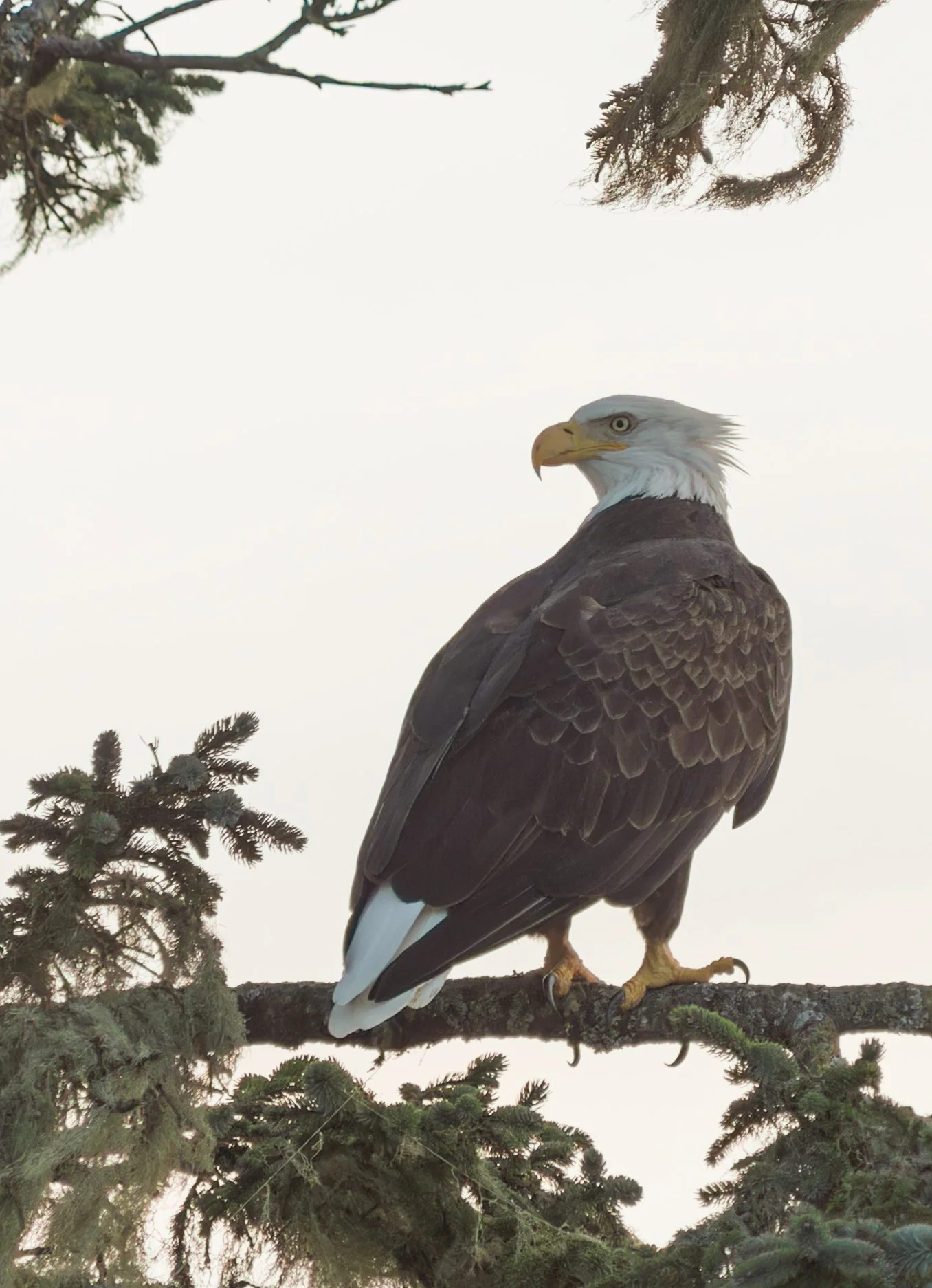 bald-eagle-sitting-in-tree-first-beach-la-push-quileute-reservation-clallam-county-coastal-uplands-coast-range-ecoregion-olympic-peninsula-494-color-and-photo-labs-llc.jpg