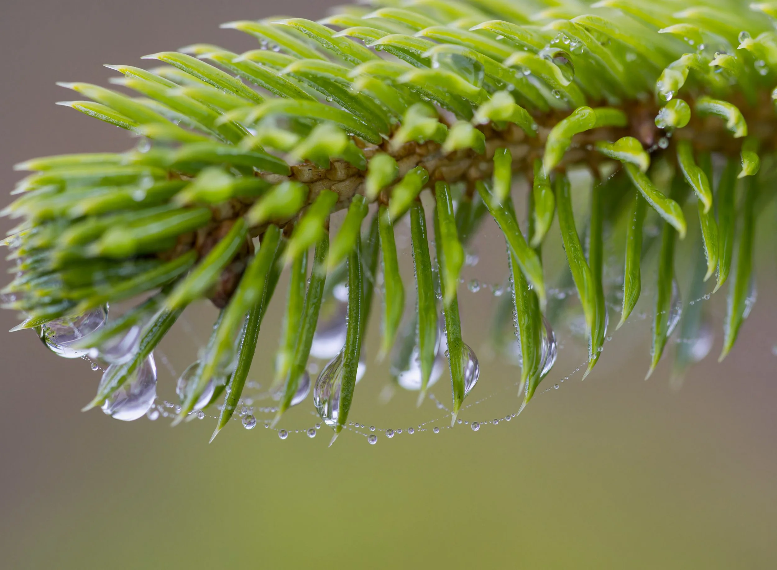 water-droplets-pretty-green-stunning-la-push-quileute-reservation-clallam-county-coastal-uplands-coast-range-ecoregion-olympic-peninsula-494-color-and-photo-labs-llc-2.jpg