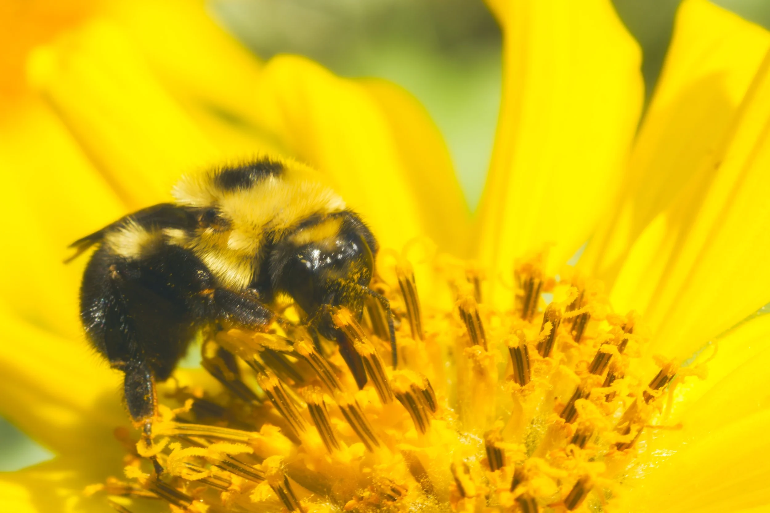 BUMBLE~1.JPG
