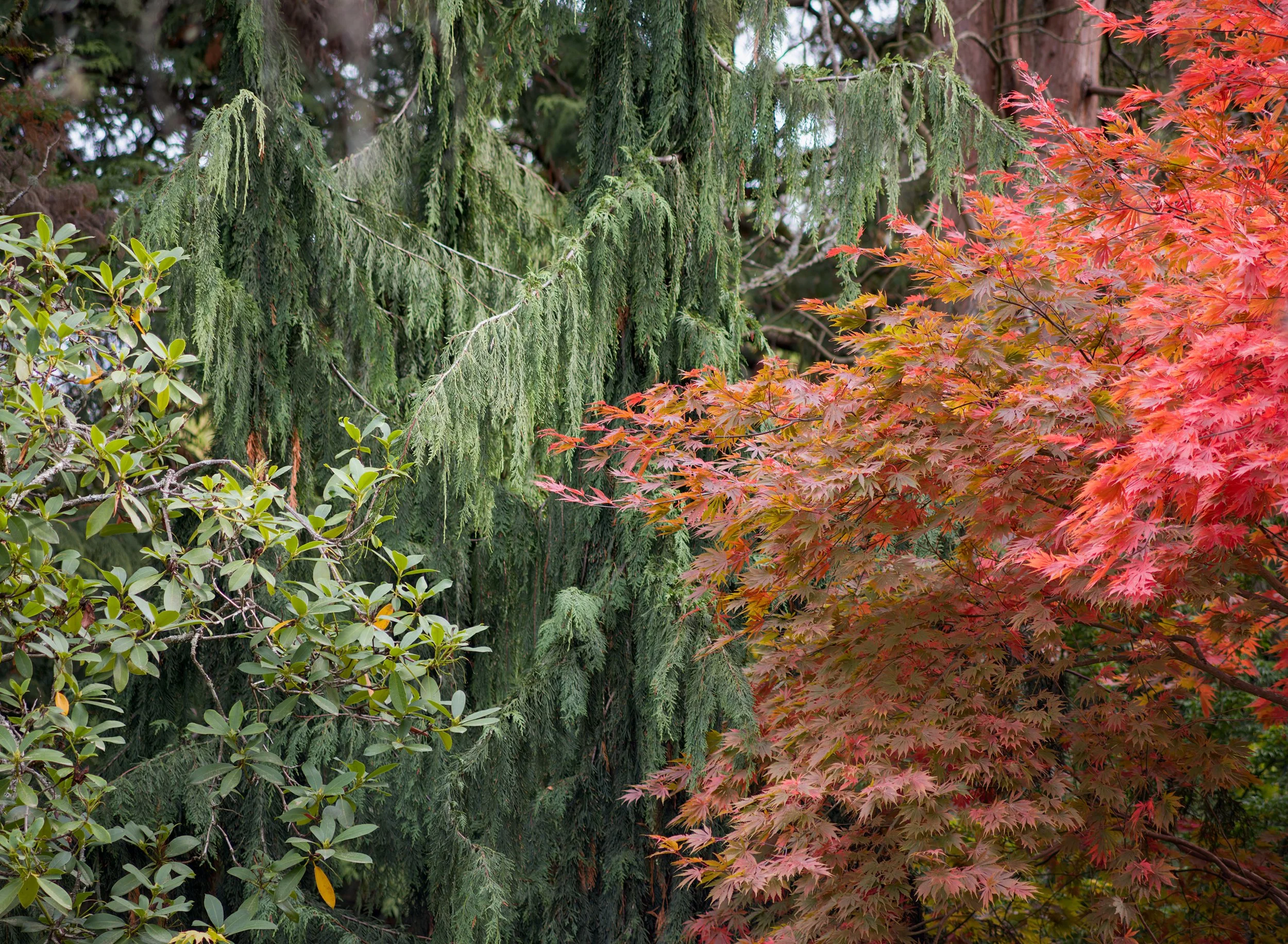 fall-foliage-reds-browns-greens-kubota-garden-south-seattle-central-puget-puget-sound-lowlands-king-county-494-color-and-photo-labs-llc.jpg