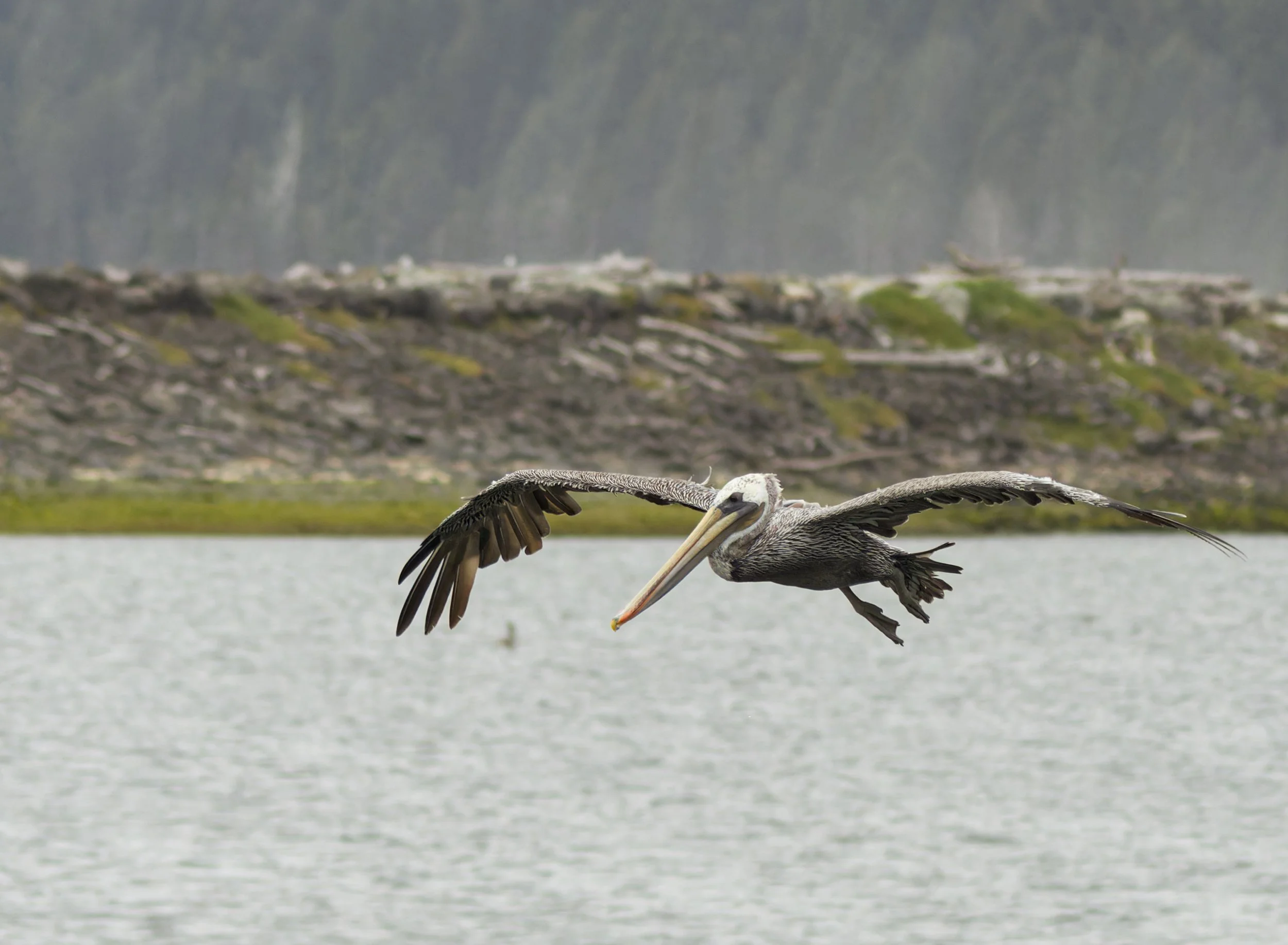 brown-pelican-first-beach-la-push-quileute-reservation-clallam-county-coastal-uplands-coast-range-ecoregion-olympic-peninsula-494-color-and-photo-labs-llc-7.jpg
