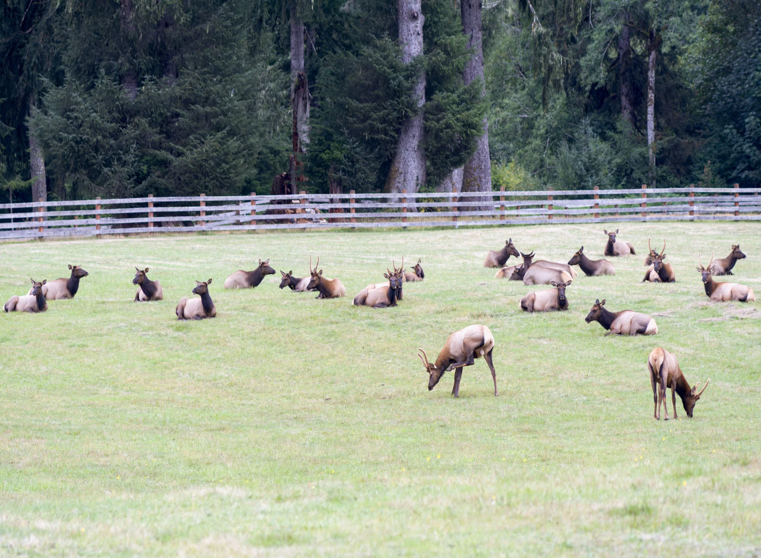elk-herd-open-field-forks-area-clallam-county-coastal-uplands-coast-range-ecoregion-olympic-peninsula-494-color-and-photo-labs-llc.jpg
