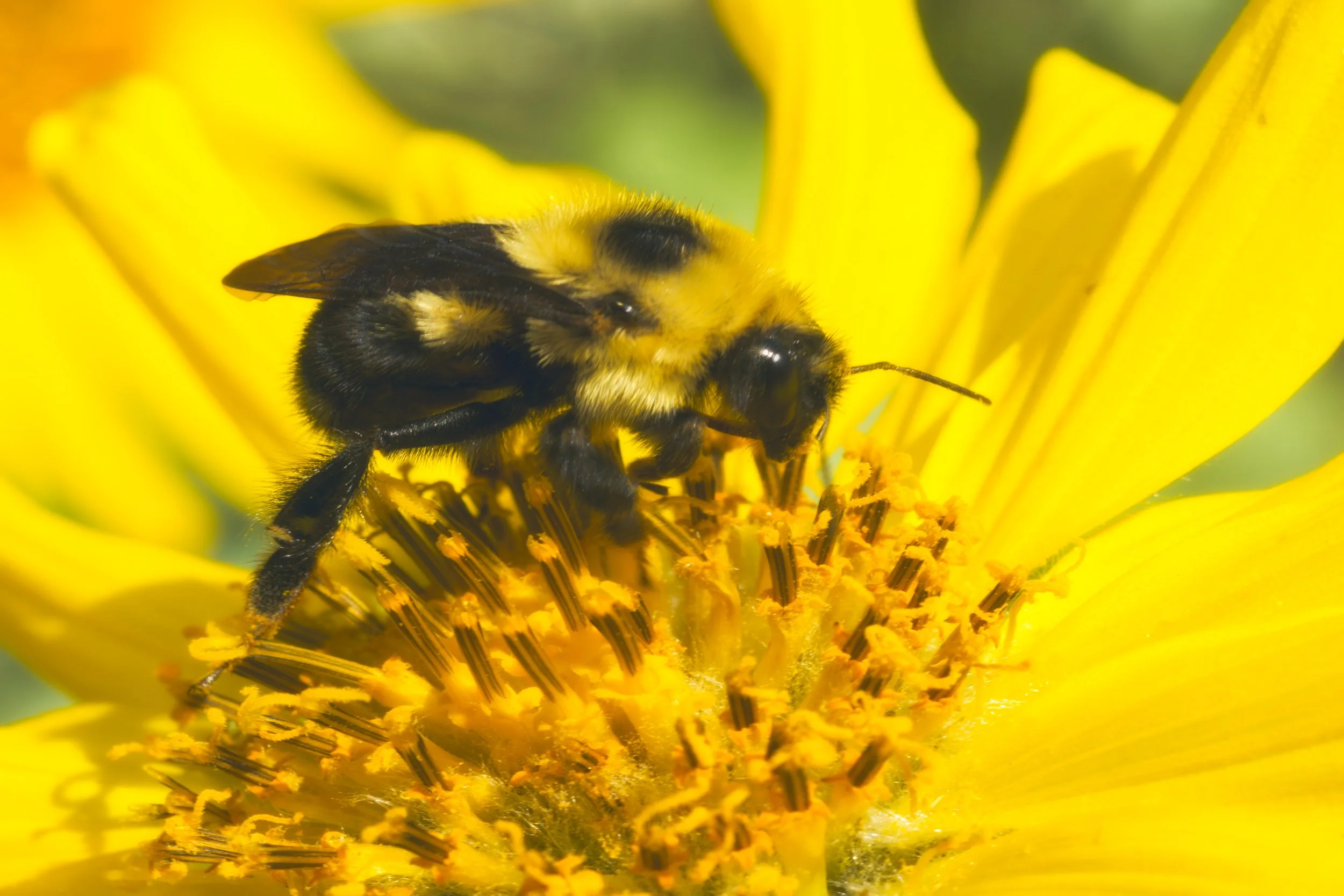 BUMBLE~2.JPG