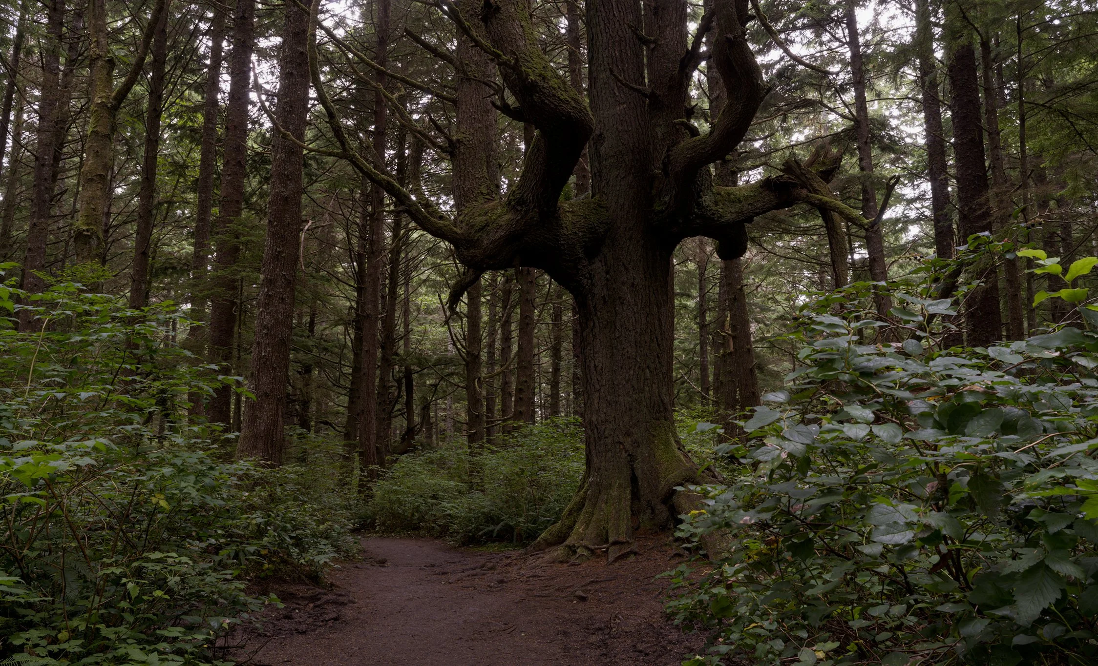 massive-tree-trail-second-beach-la-push-quileute-land-olympic-national-park-clallam-county-coastal-uplands-coast-range-ecoregion-olympic-peninsula-494-color-and-photo-labs-llc.jpg