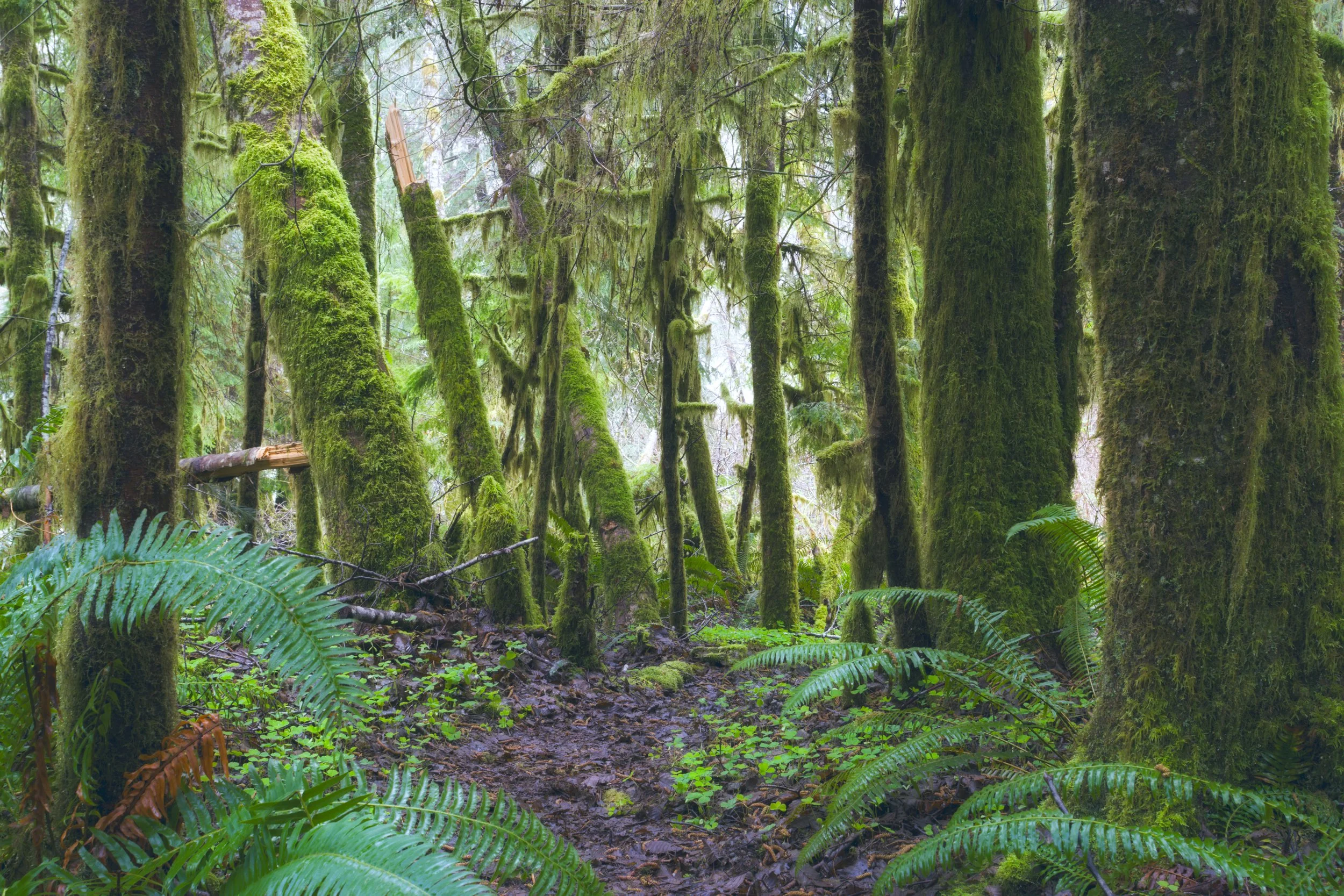 bogachiel-river-area-olympic-peninsula-green-moss-rain-forest-494-color-and-photo-labs-color-grading-kodak-portra-400-medium-format-120.jpg
