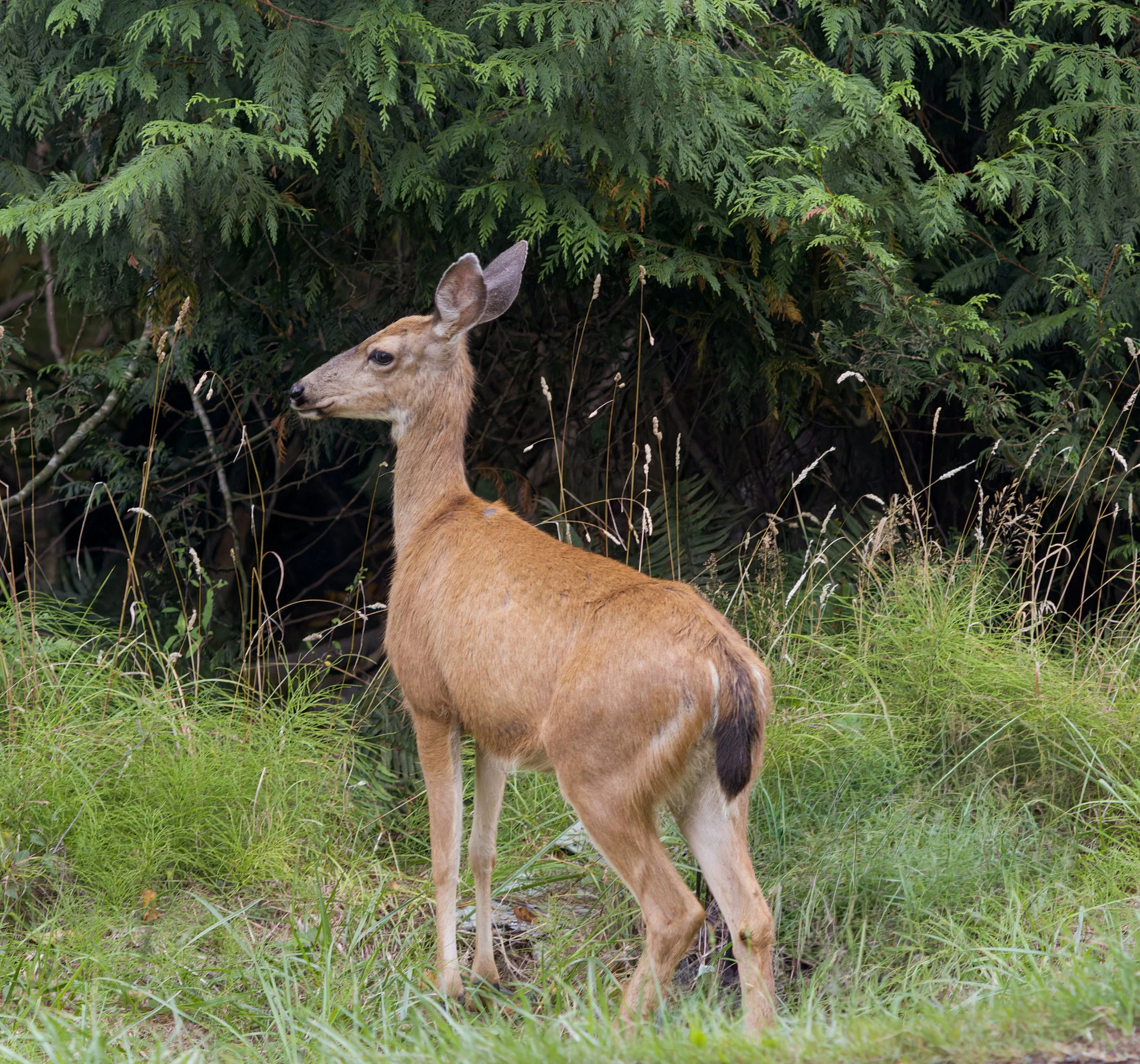 deer-mt-angeles-road-port-angeles-dawn-clallam-county-olympic-rainshadow-coast-range-ecoregion-olympic-peninsula-494-color-and-photo-labs-llc.jpg