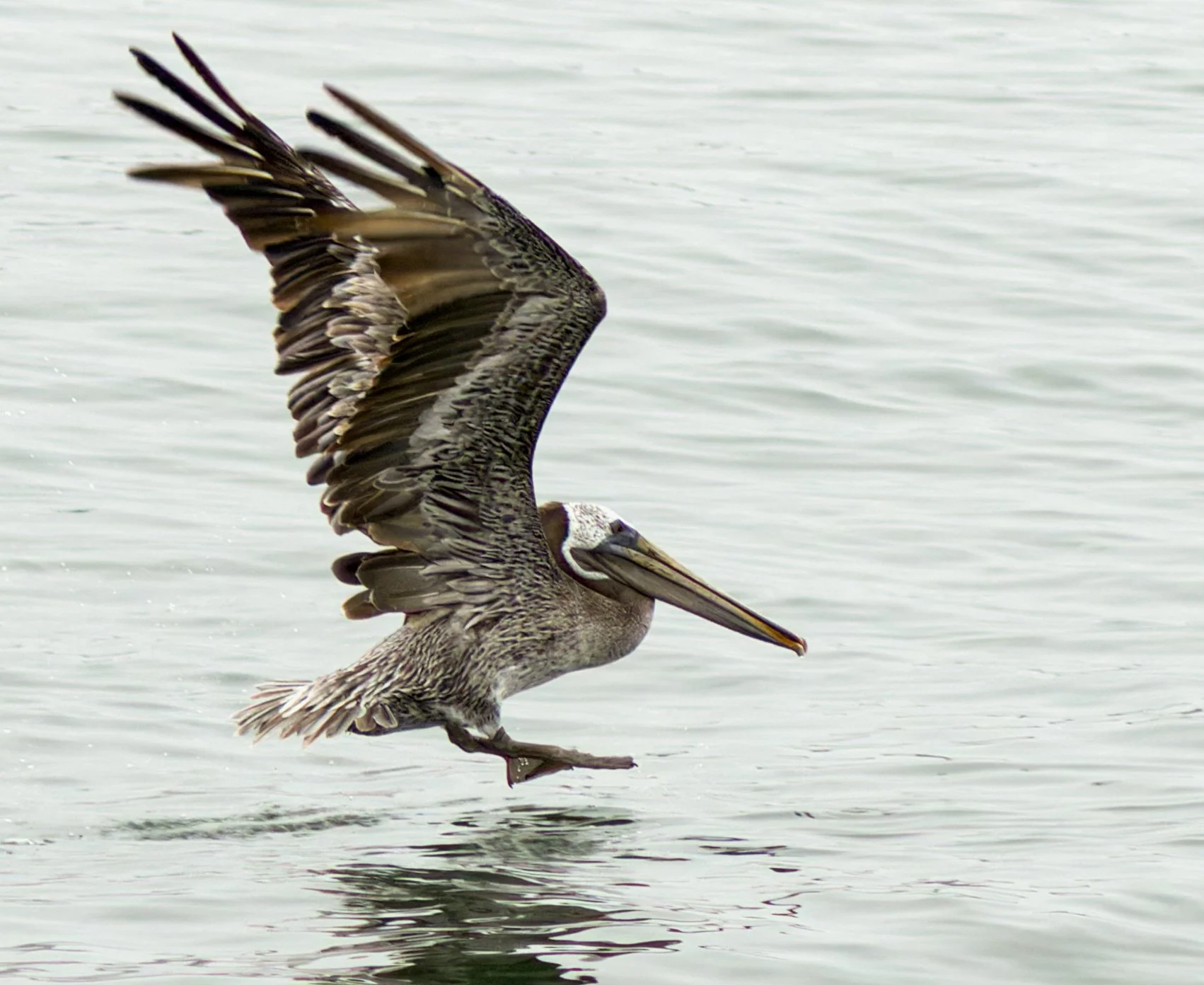 brown-pelican-first-beach-la-push-quileute-reservation-clallam-county-coastal-uplands-coast-range-ecoregion-olympic-peninsula-494-color-and-photo-labs-llc.jpg