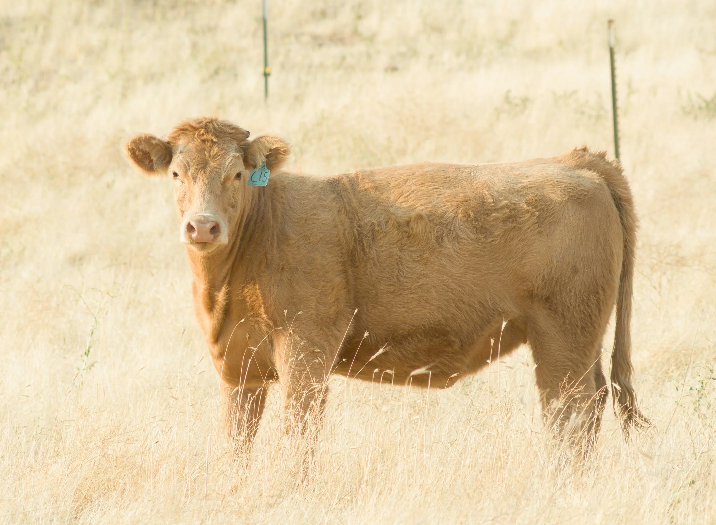 cattle-golden-brown-tan-warm-colors-us-12-rural-country-deep-loess-uplands-columbia-plateau-garfield-county-washington-state-494-color-&-photo-labs-llc.jpg