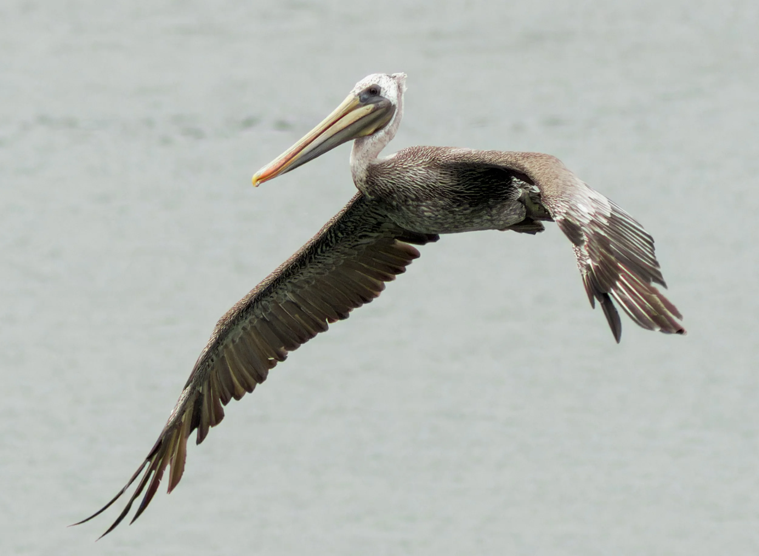 brown-pelican-first-beach-la-push-quileute-reservation-clallam-county-coastal-uplands-coast-range-ecoregion-olympic-peninsula-494-color-and-photo-labs-llc-2.jpg