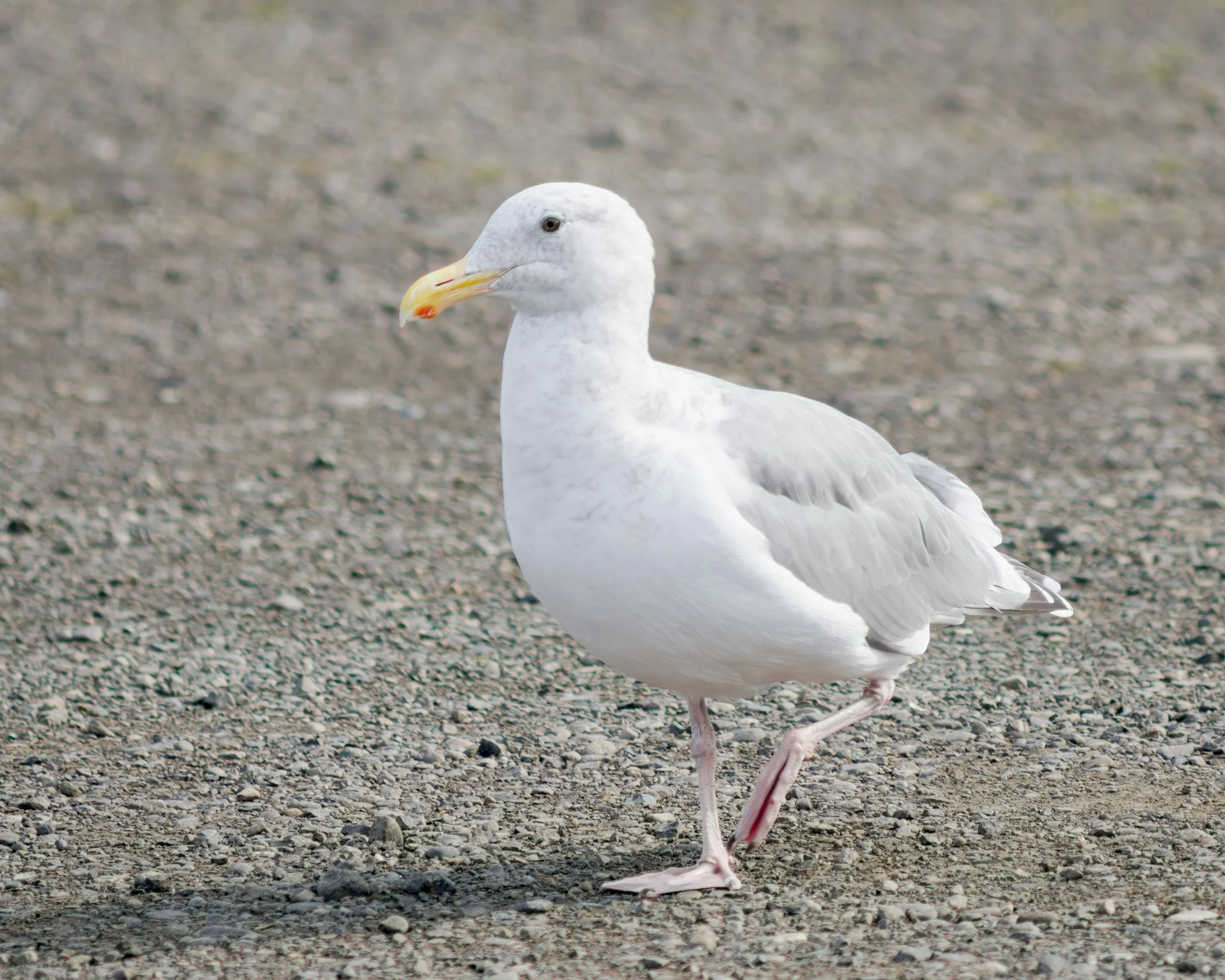 seagull-glaucous-winged-gull-marina-first-beach-la-push-quileute-reservation-clallam-county-coastal-uplands-coast-range-ecoregion-olympic-peninsula-494-color-and-photo-labs-llc.jpg